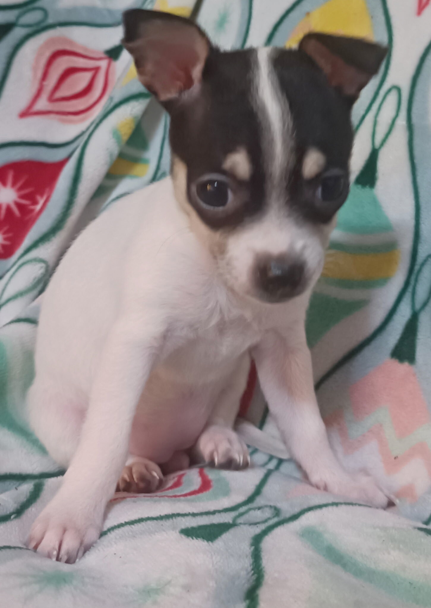 Toy Chihuahua puppys image 4