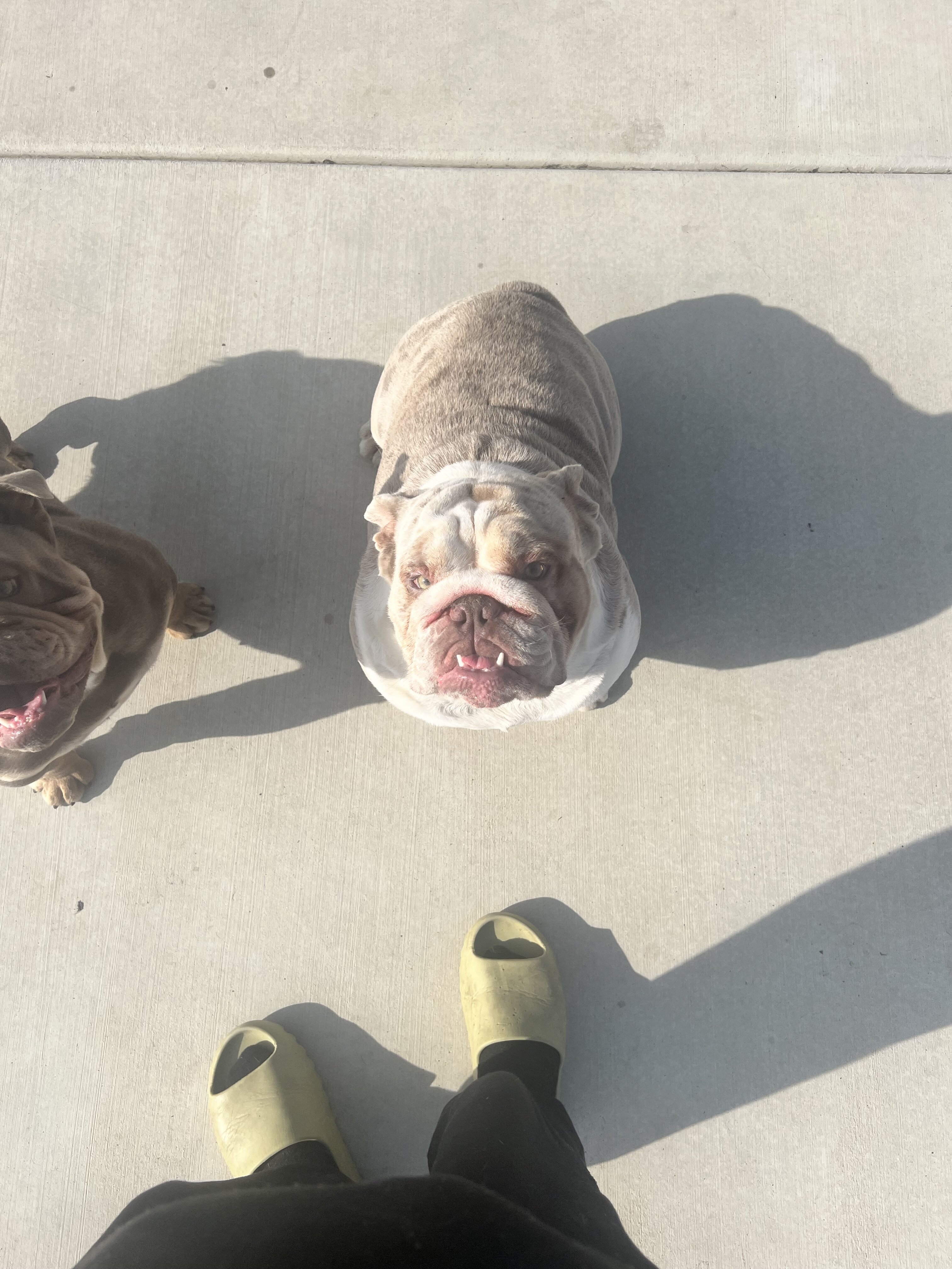 Young English Bulldogs image 3