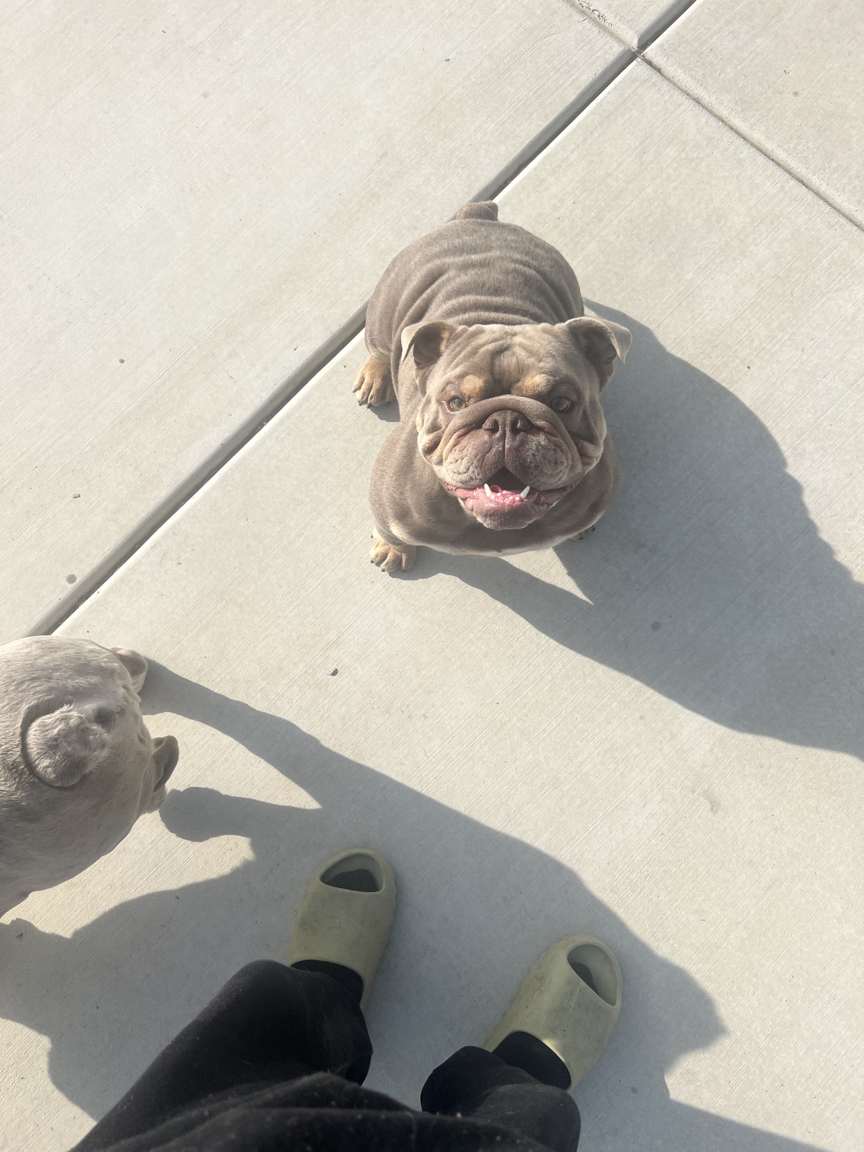 Young English Bulldogs image 2