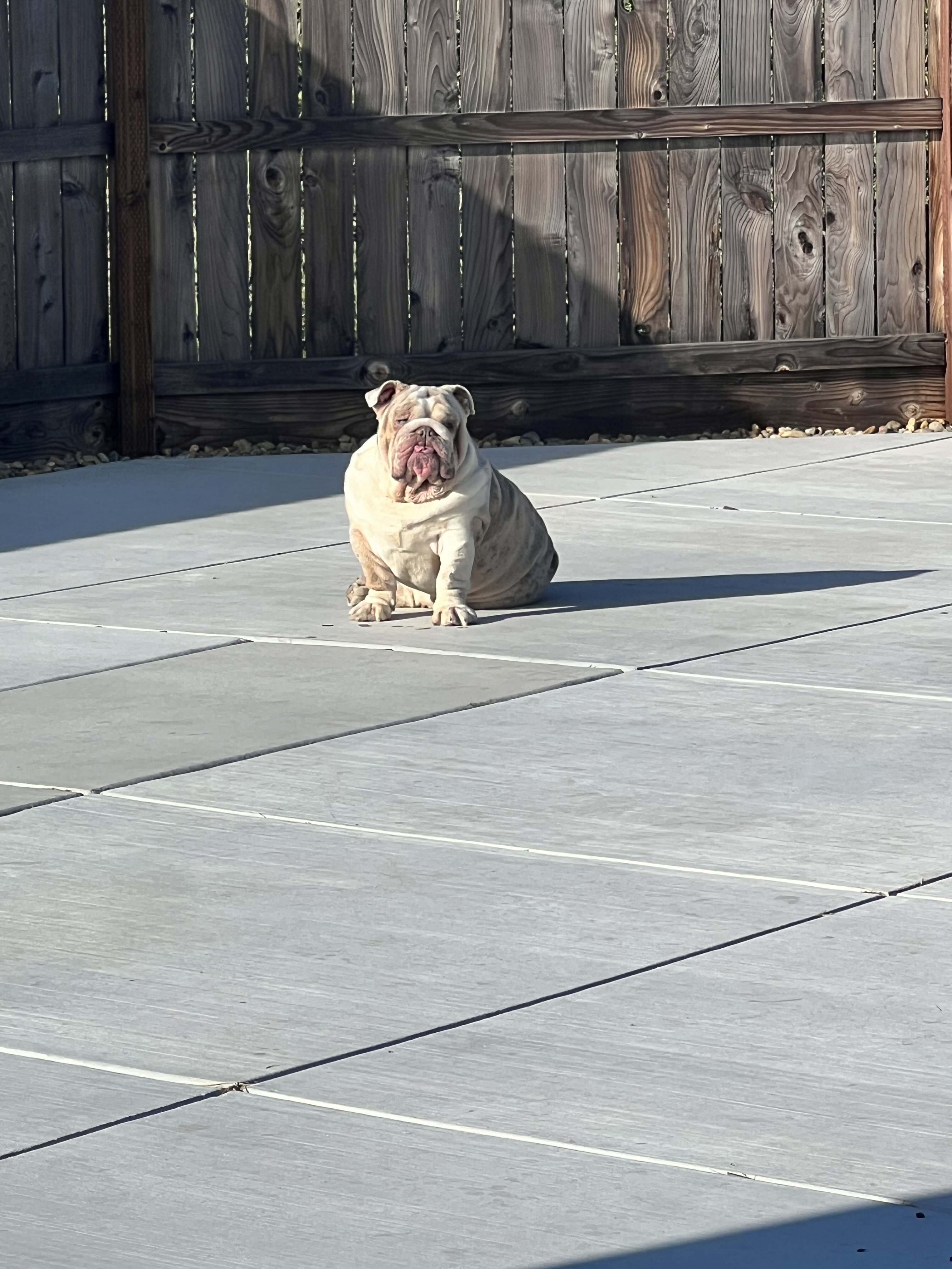 Young English Bulldogs image 8