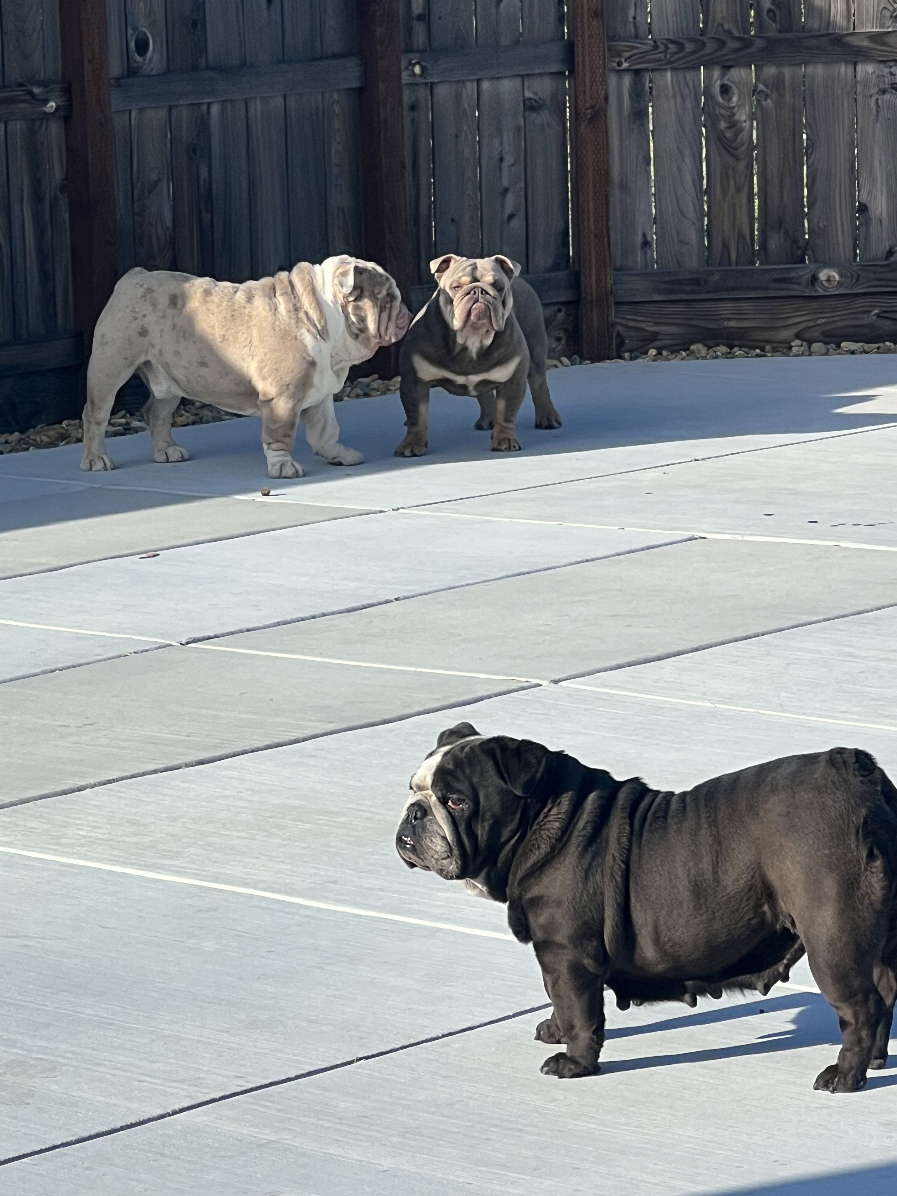 Young English Bulldogs image 4