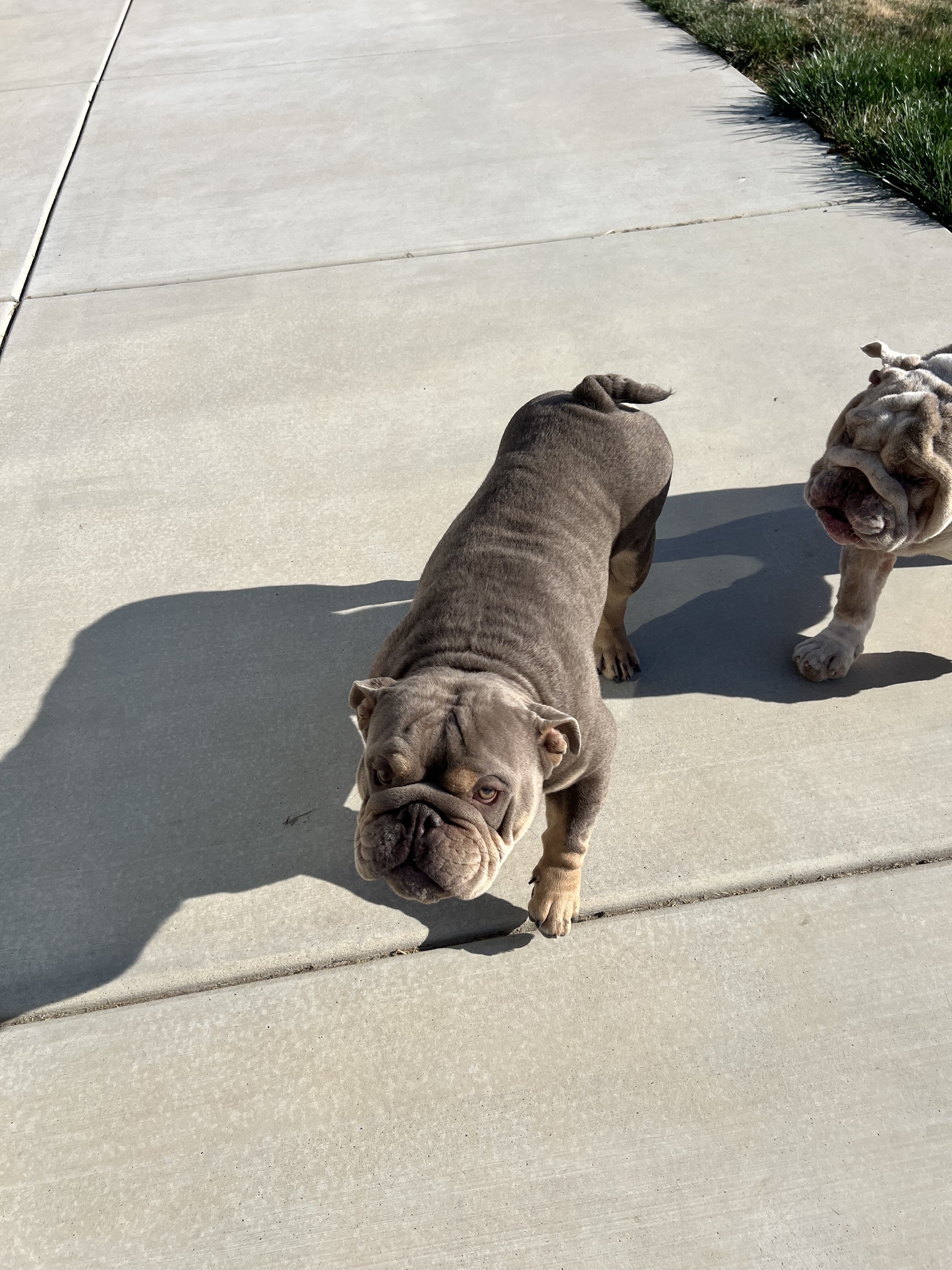 Young English Bulldogs image 10
