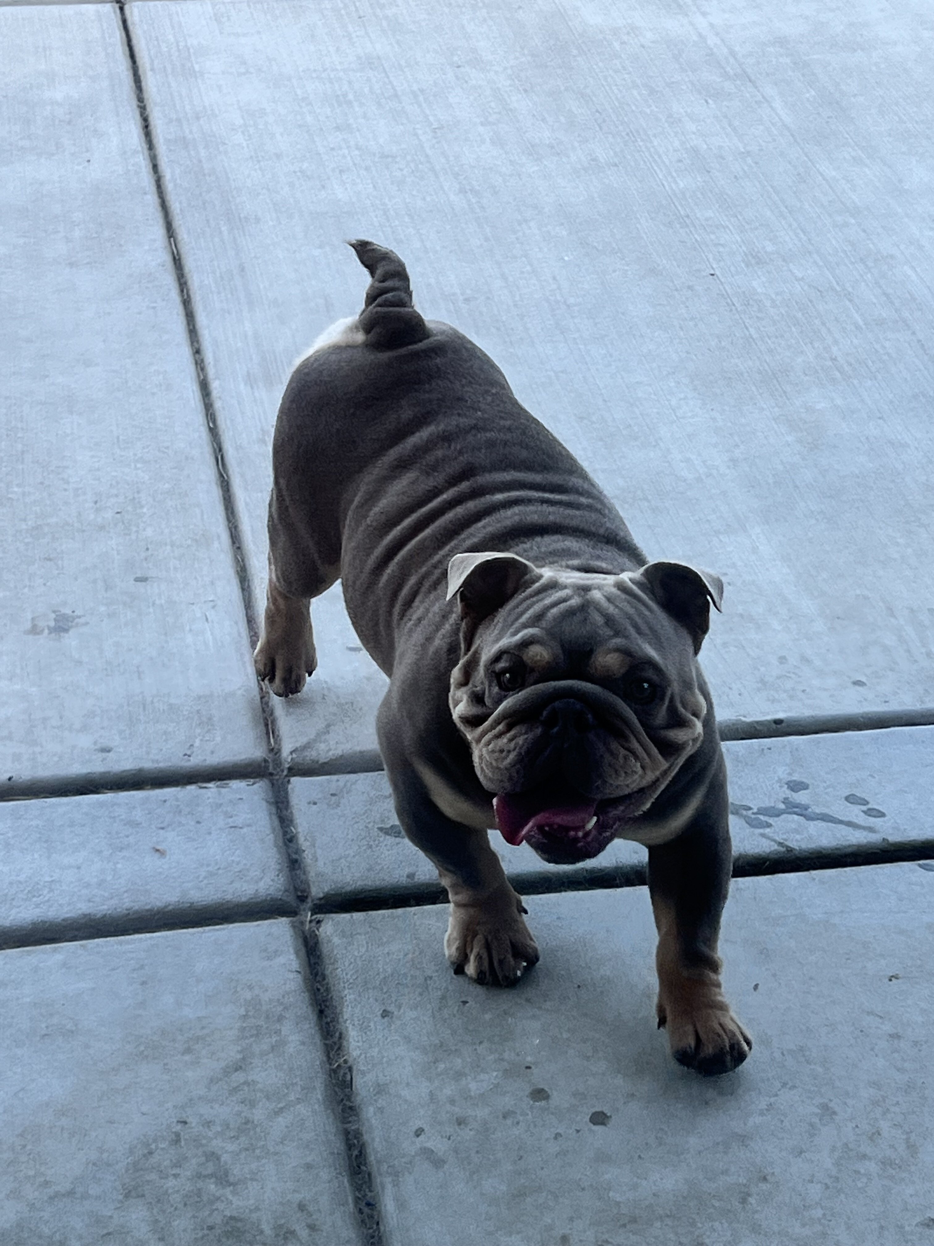 Young English Bulldogs image 7