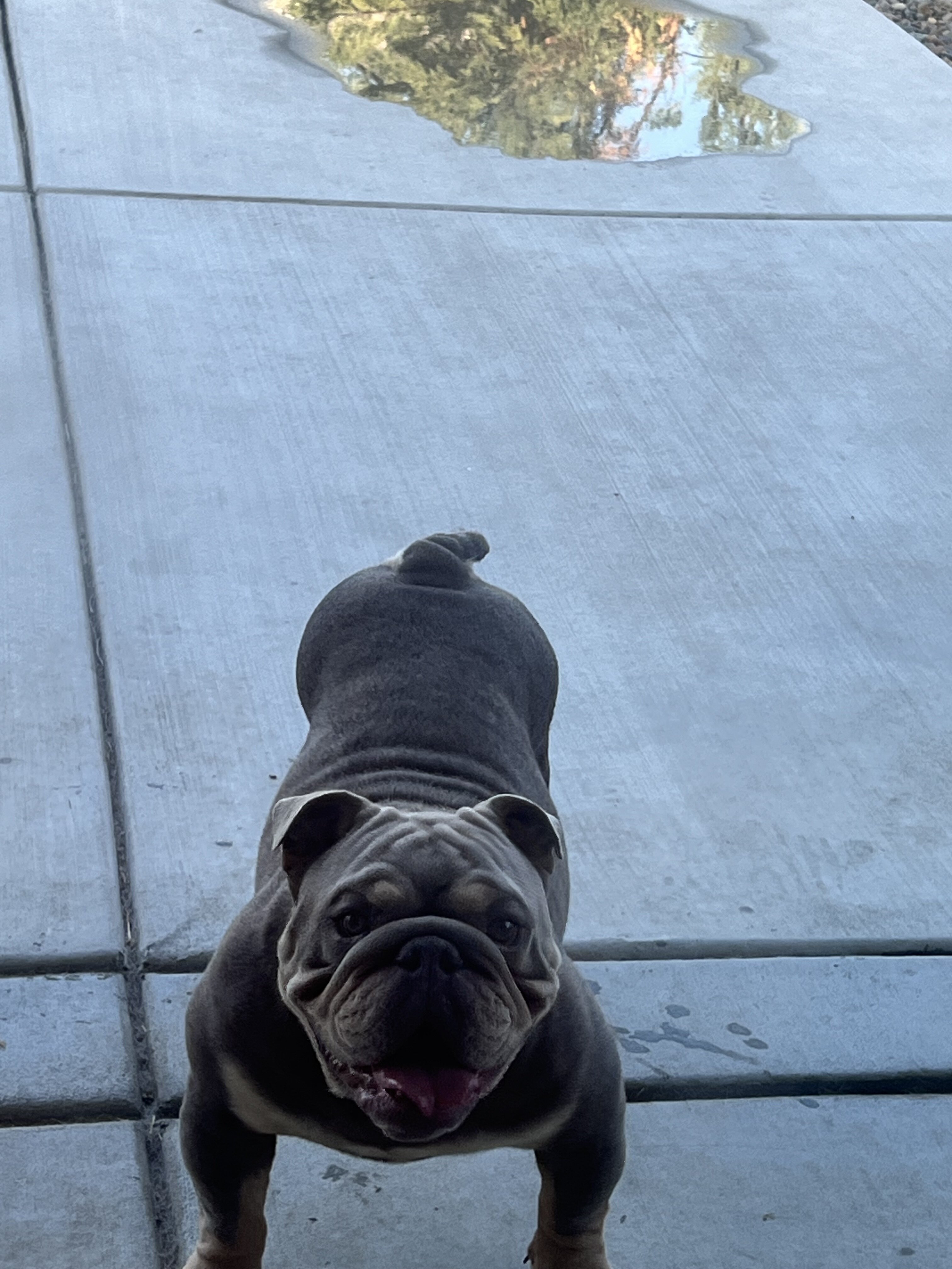 Young English Bulldogs image 5