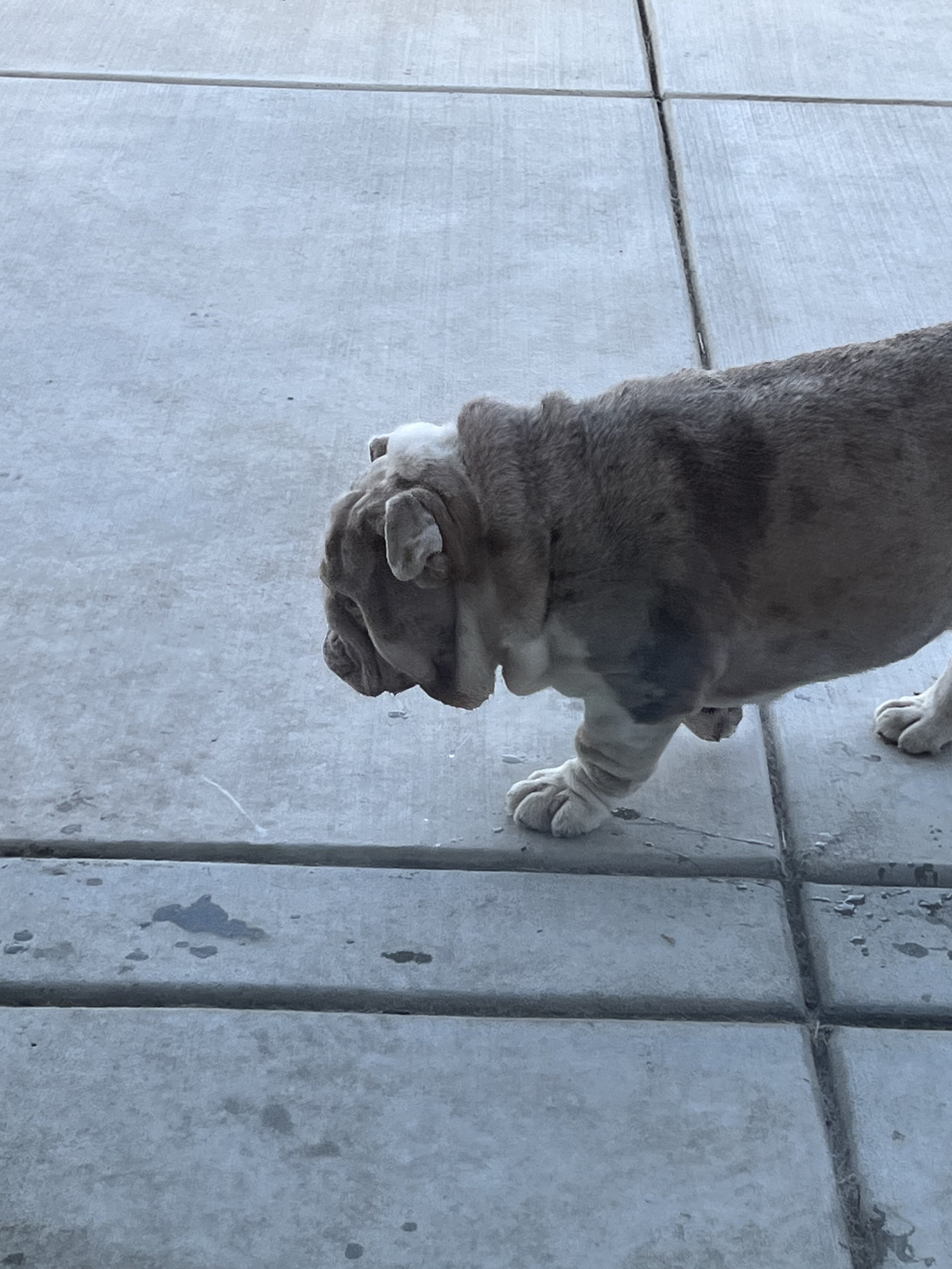 Young English Bulldogs image 6