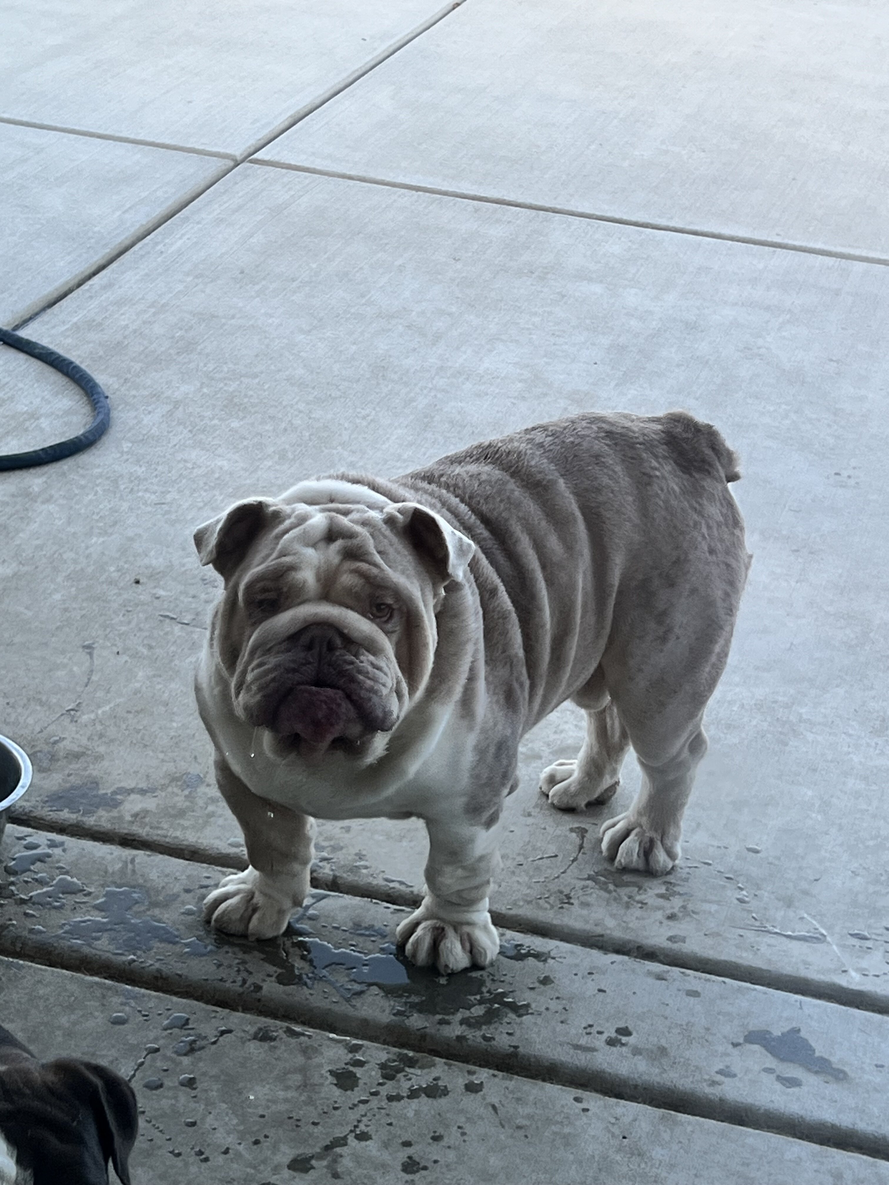 Young English Bulldogs image 9