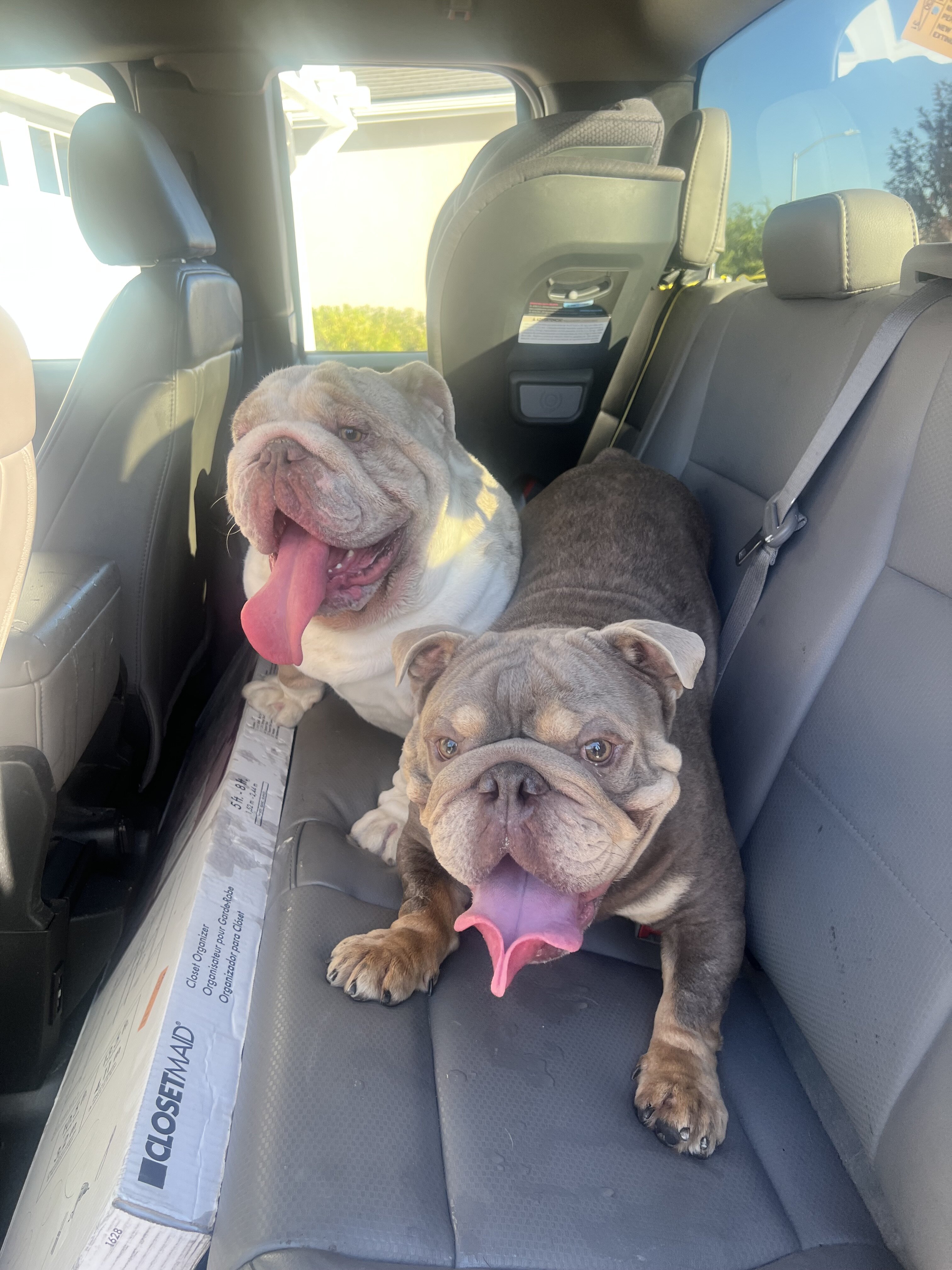 Young English Bulldogs image 1