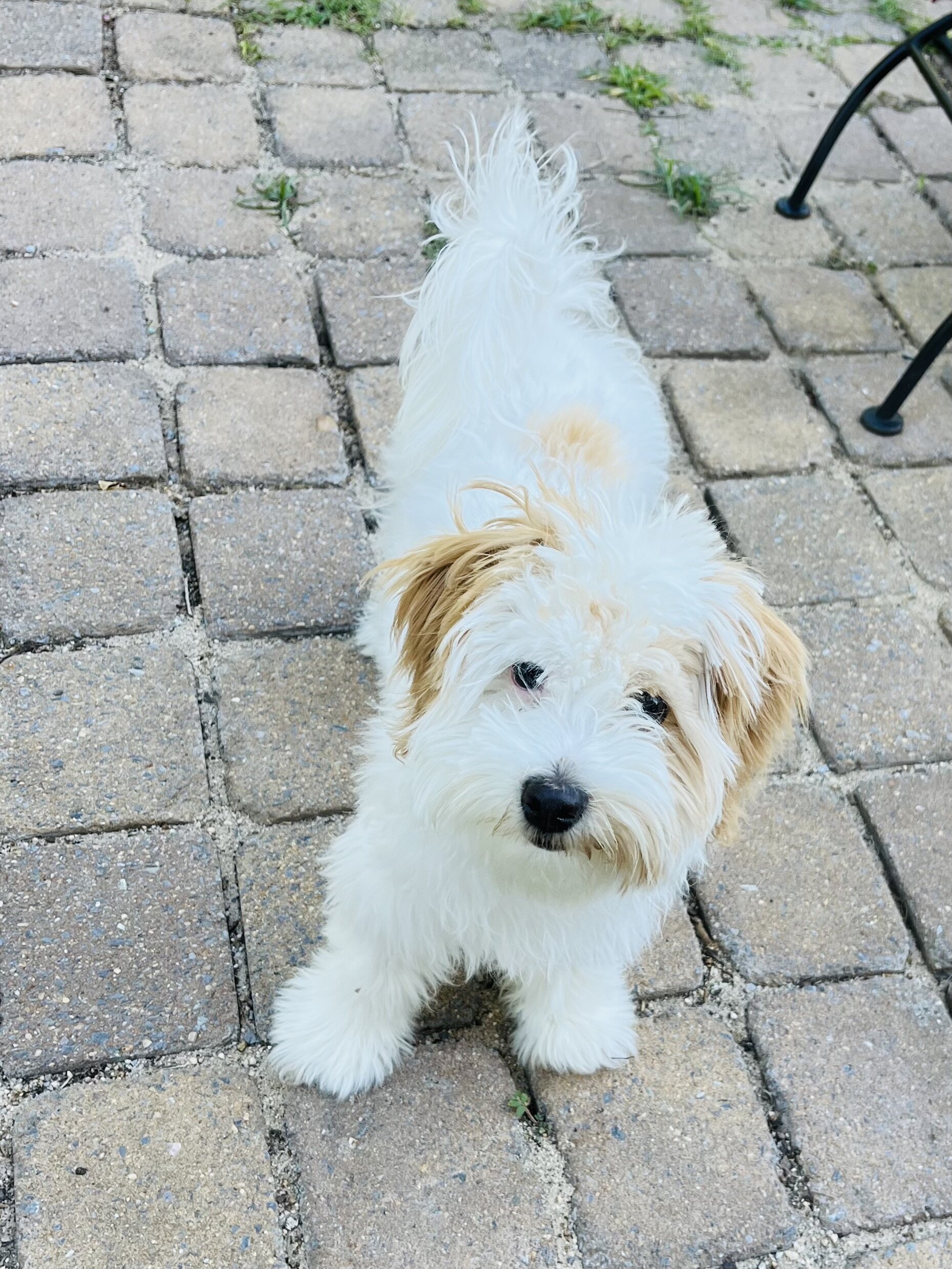 Miniature Poodle image 1