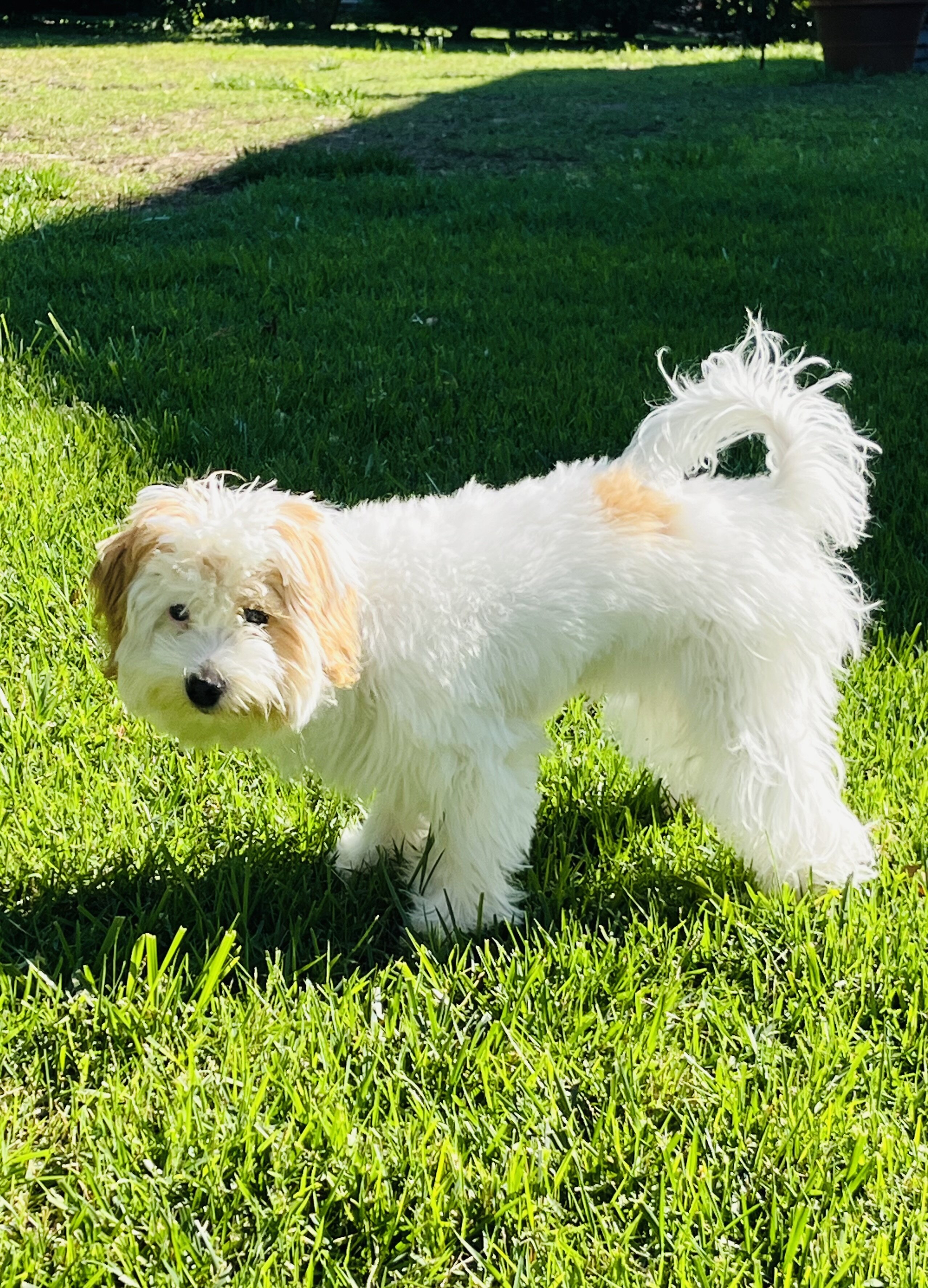 Miniature Poodle image 2