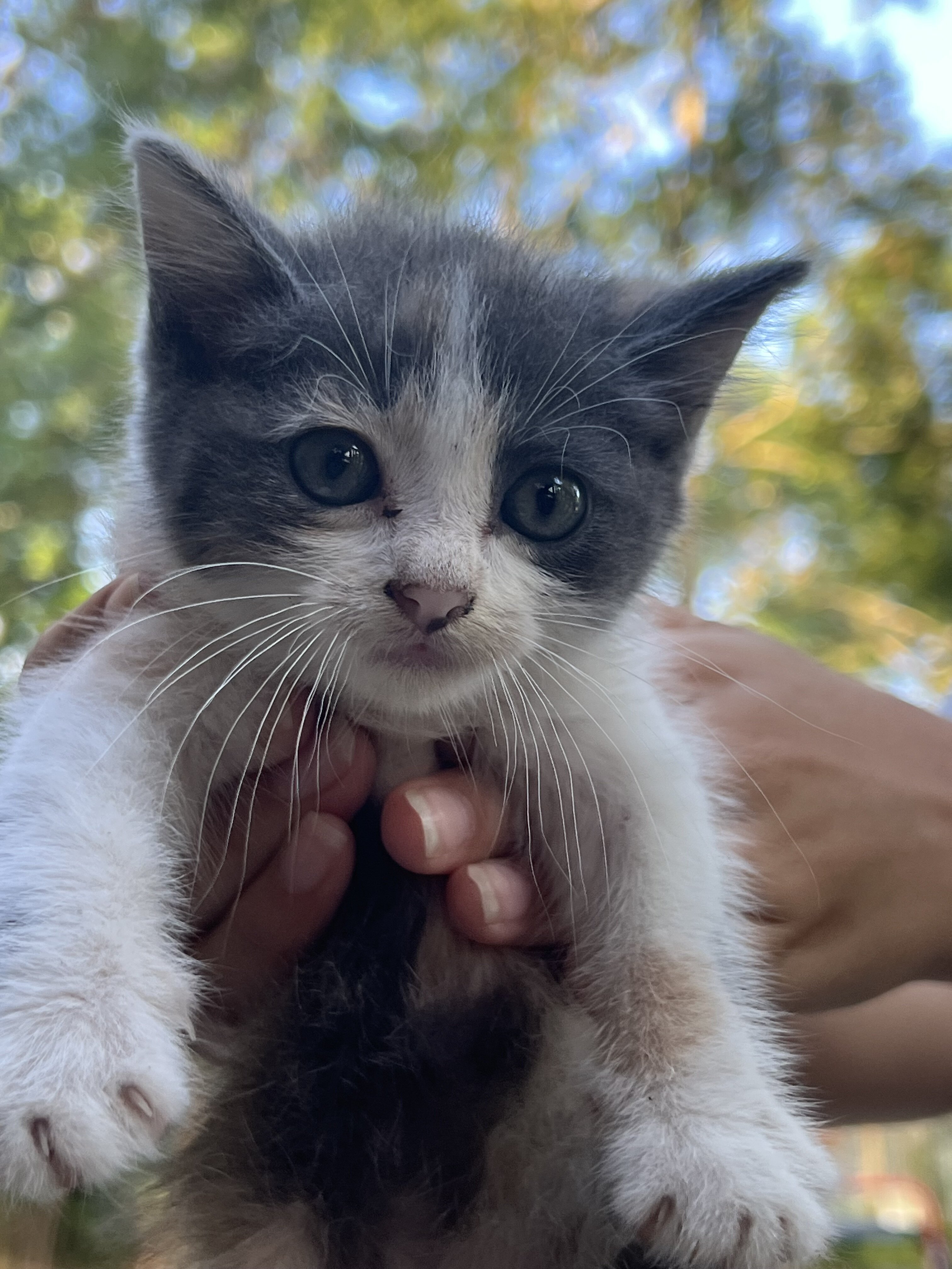 I a domestic shorthair cat image 1