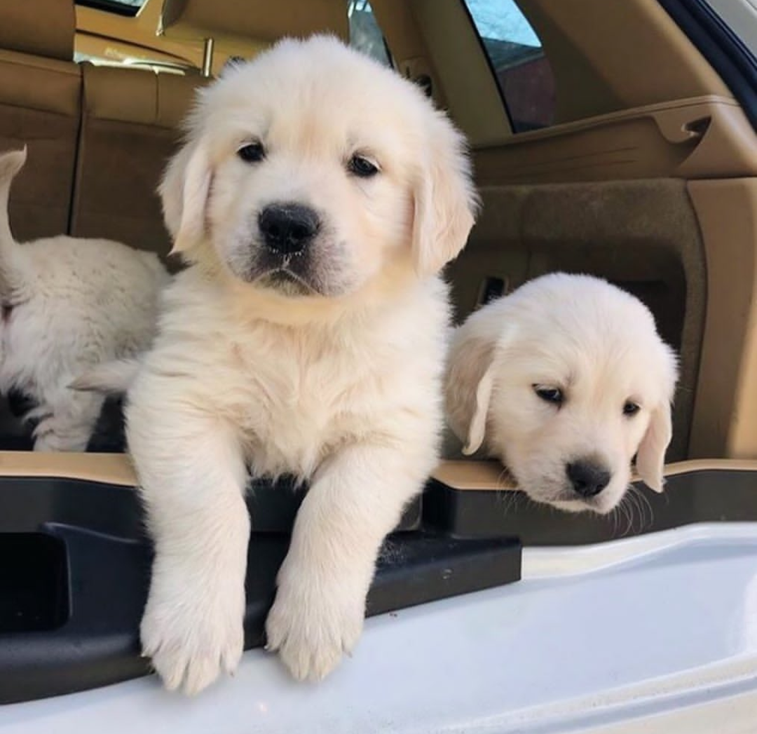 Golden retriever puppies image 1