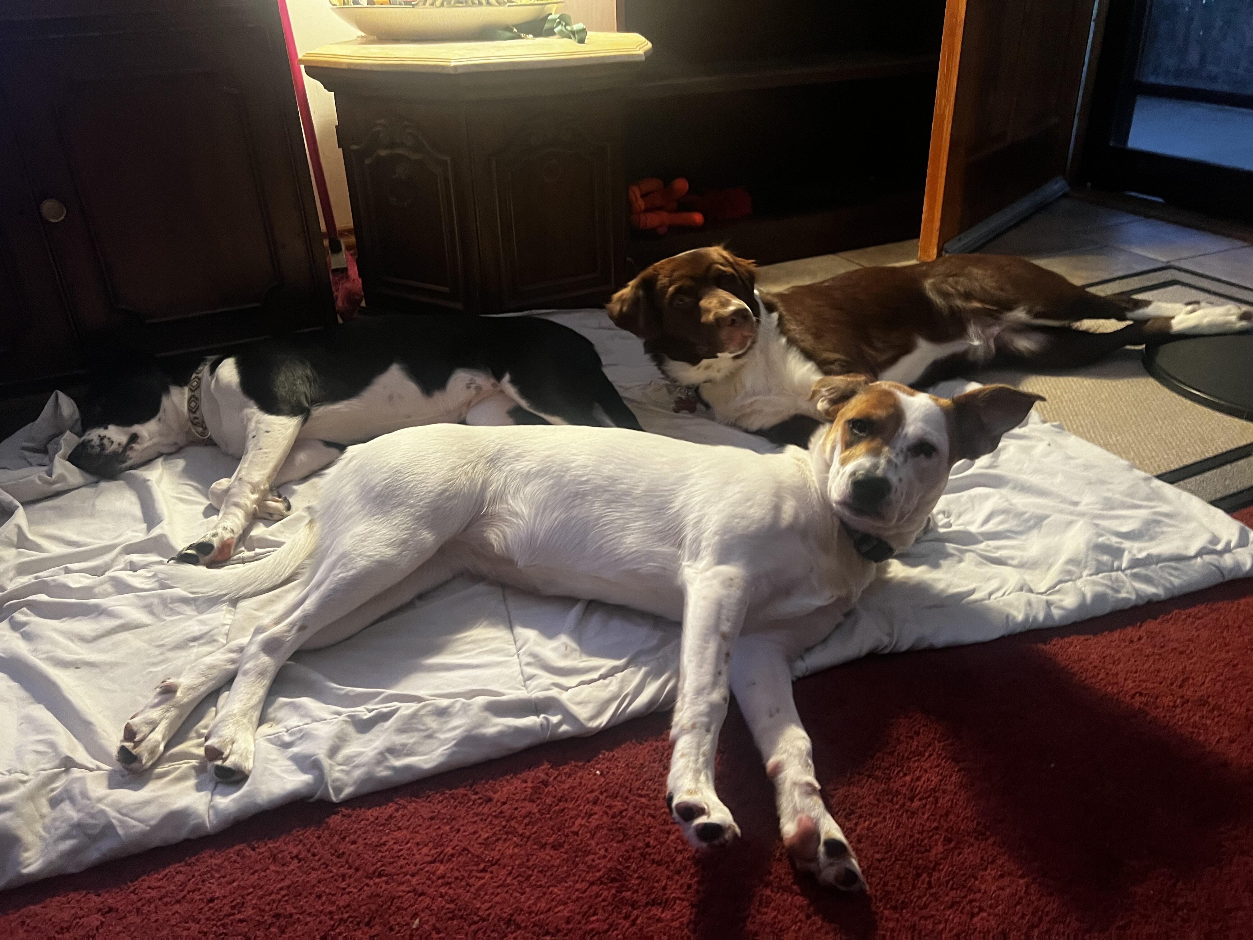 7 month young Aussie Shepard mix Puppies image 5