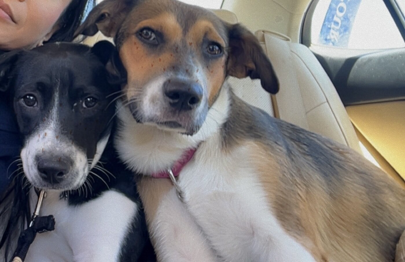 7 month young Aussie Shepard mix Puppies image 7