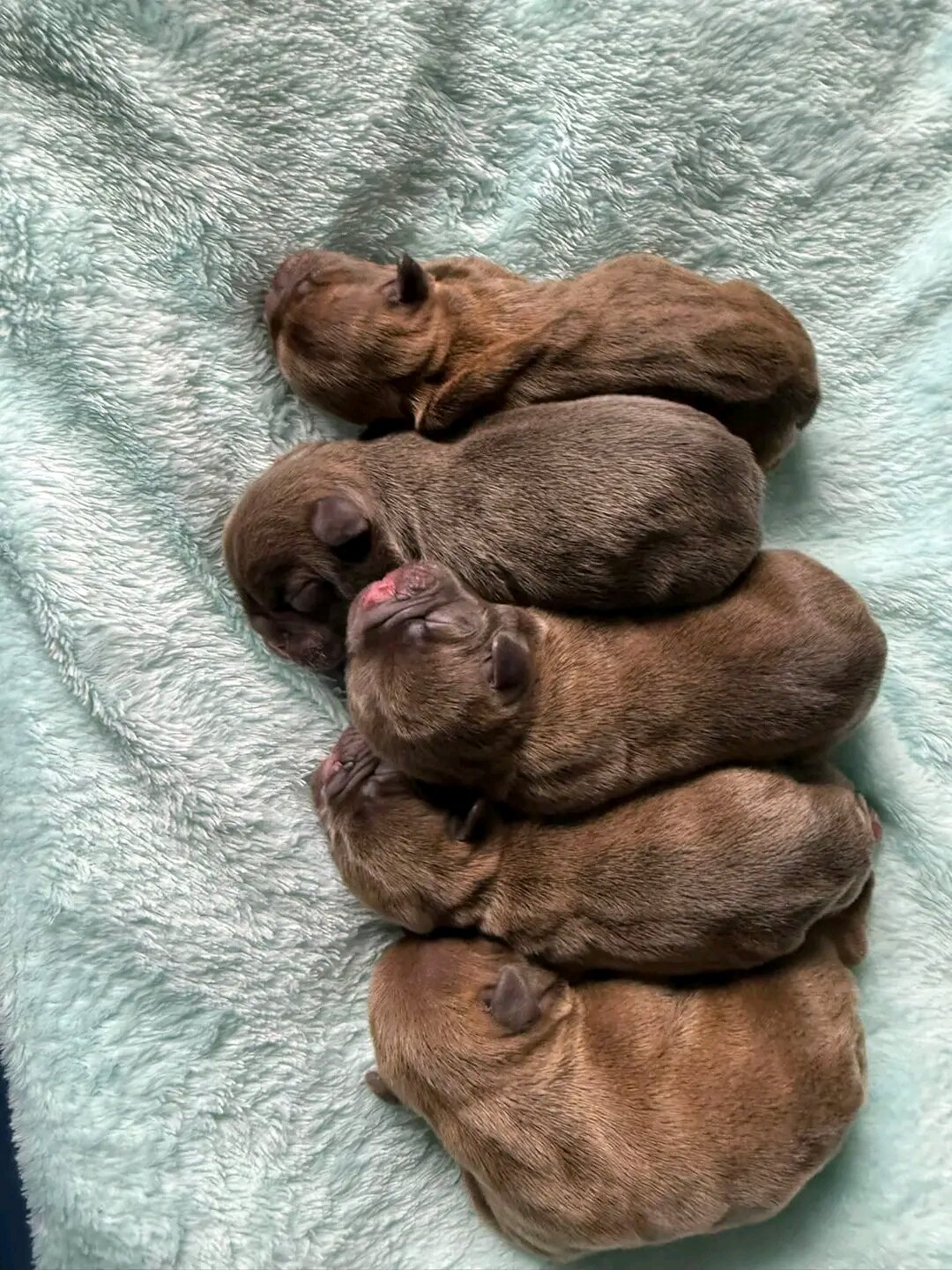 French Bulldogs puppy image 3