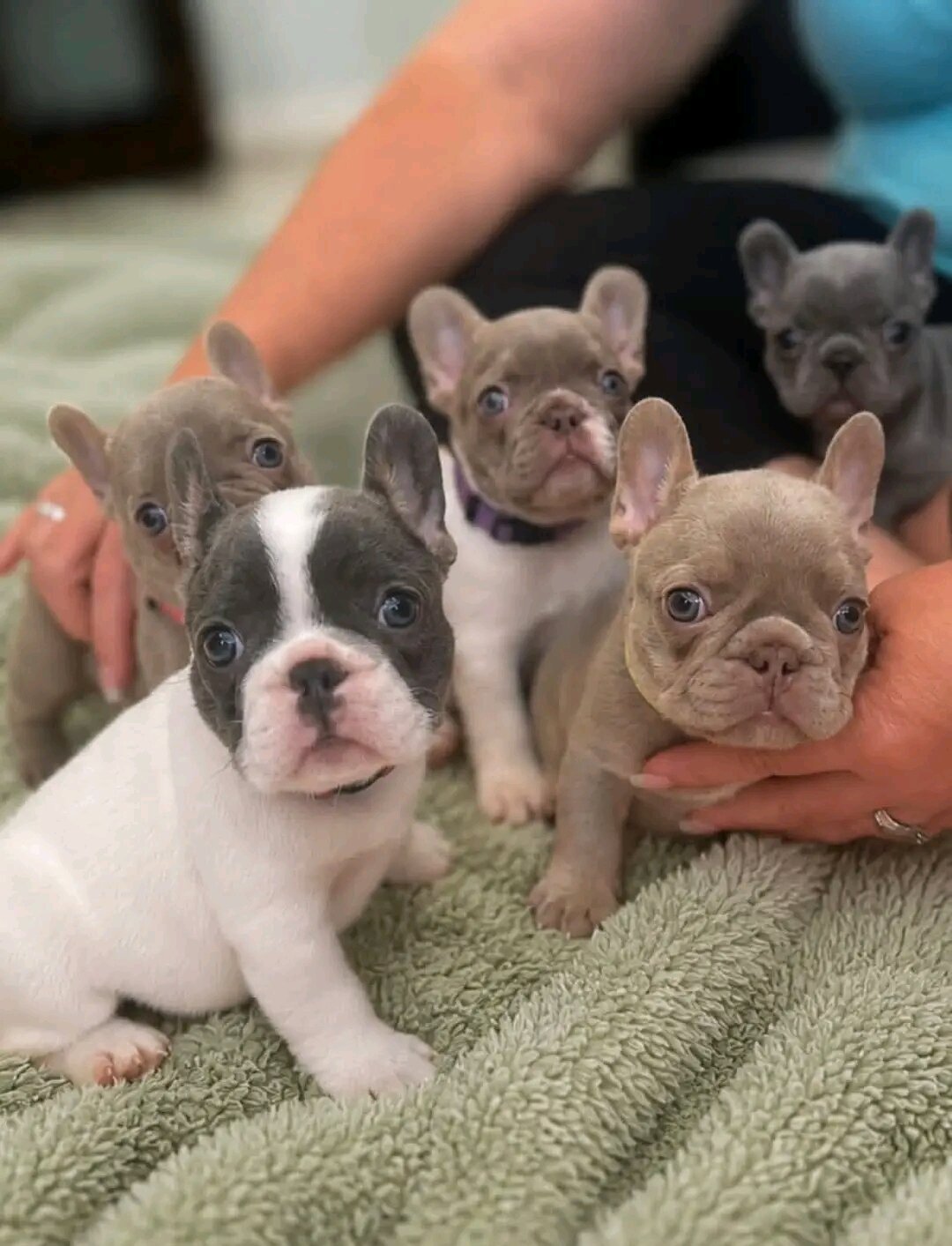 French Bulldogs puppy image 1