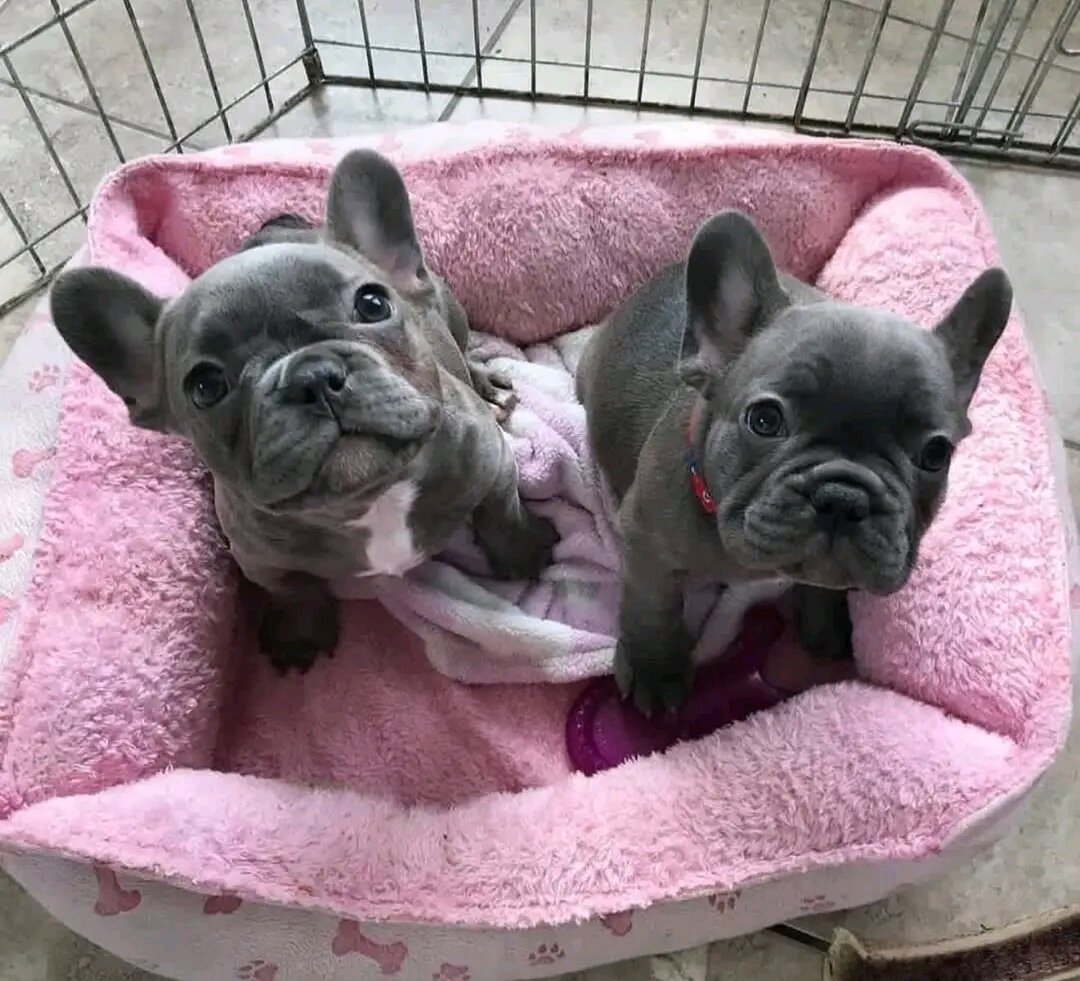 French Bulldogs puppy image 2