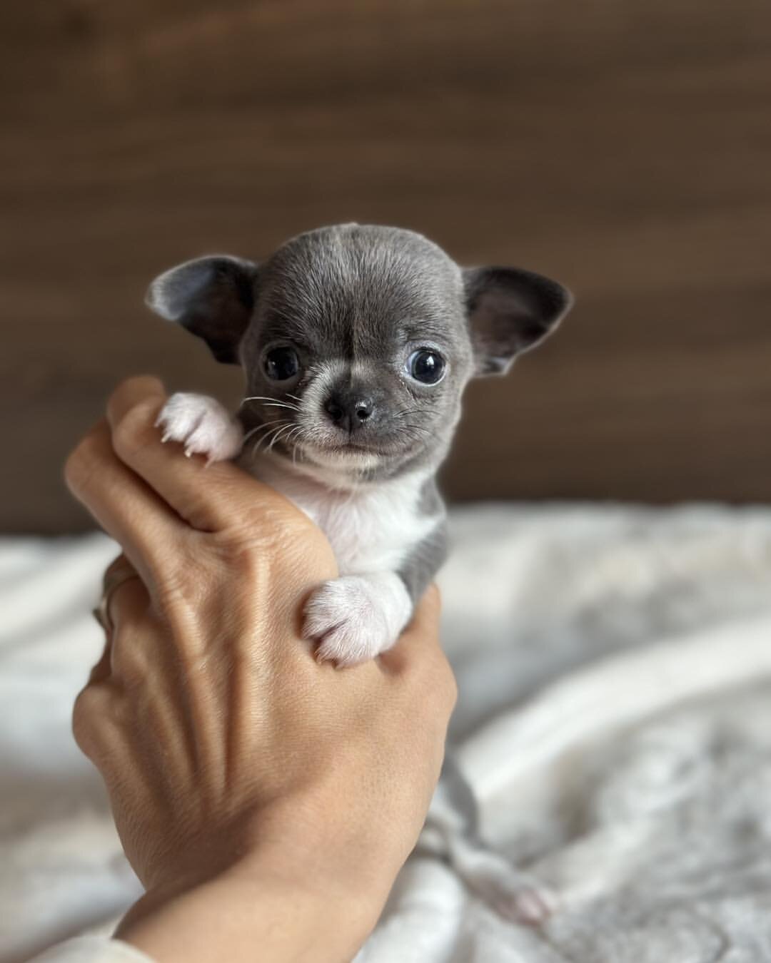 Sweet Chihuahua  puppy image 1