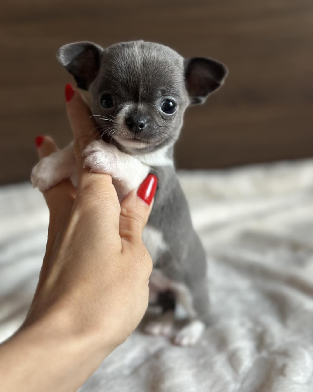 Sweet Chihuahua  puppy image 2