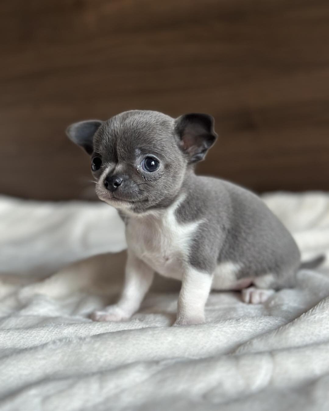 Sweet Chihuahua  puppy image 3