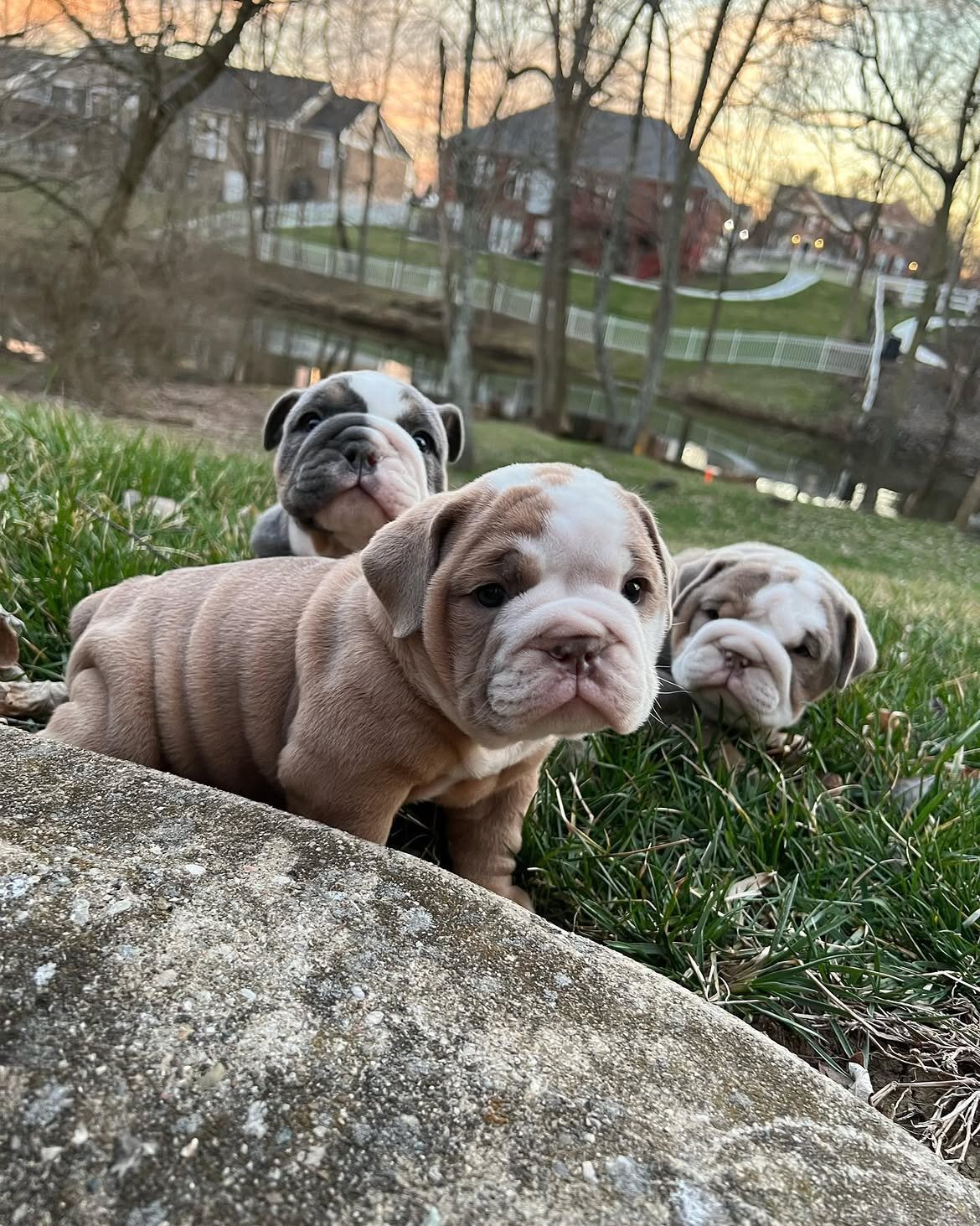 English Bulldog Puppies image 1