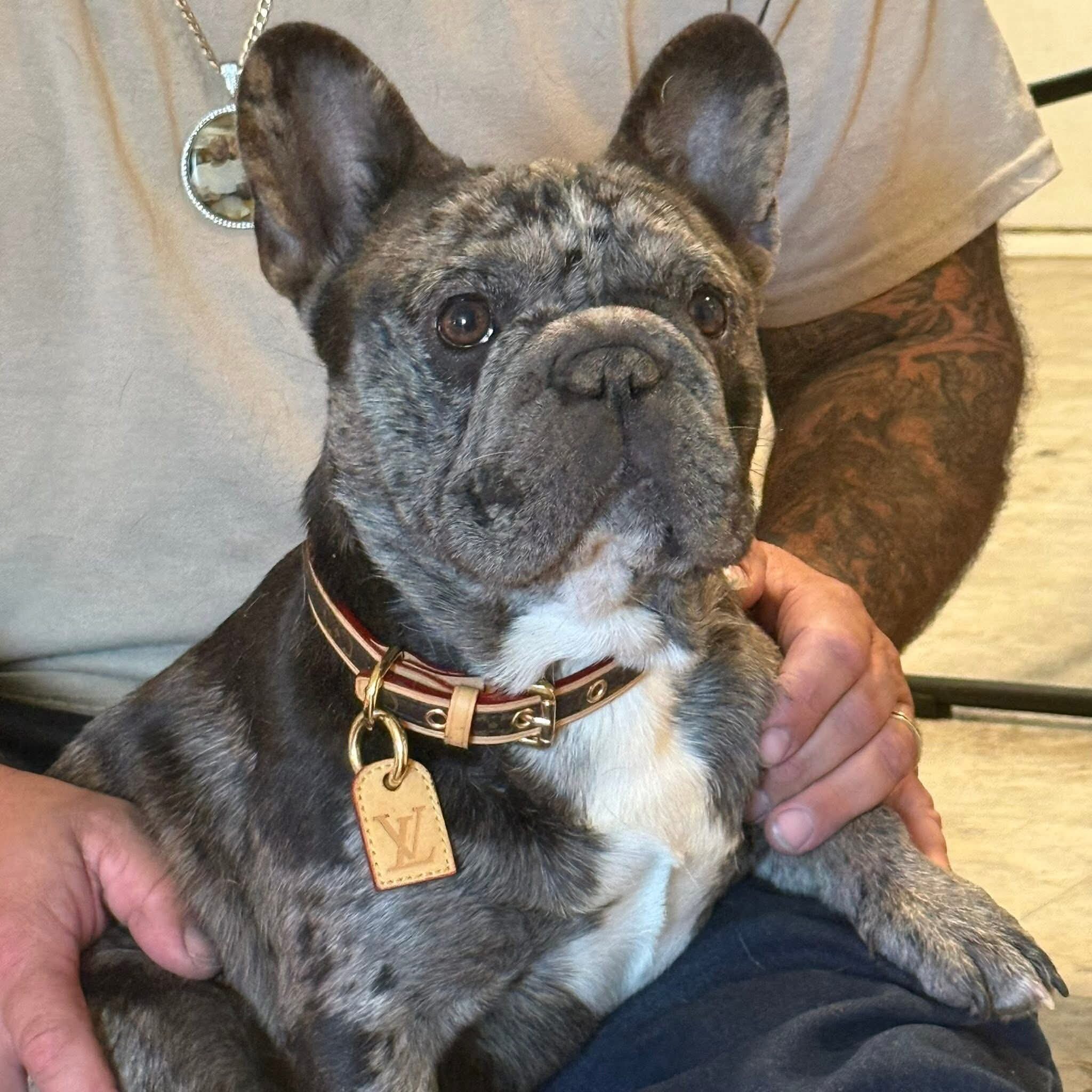 French bulldog image 10