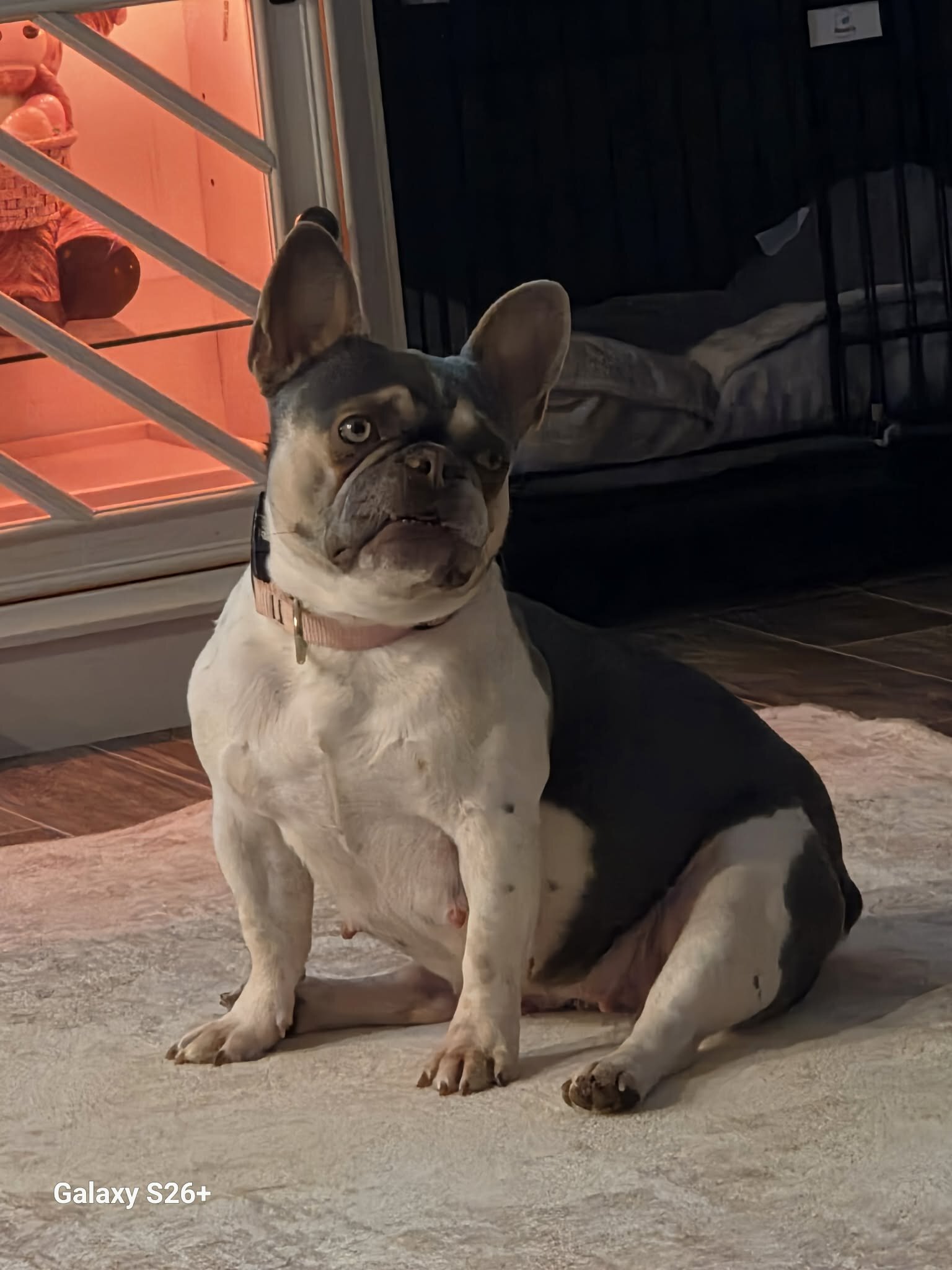 French bulldog image 9