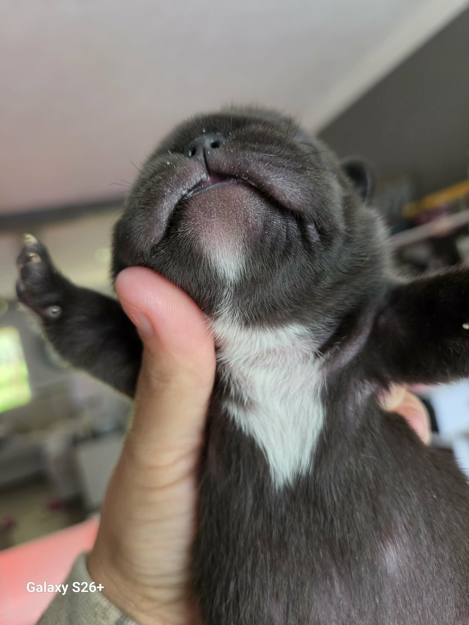 French bulldog image 3