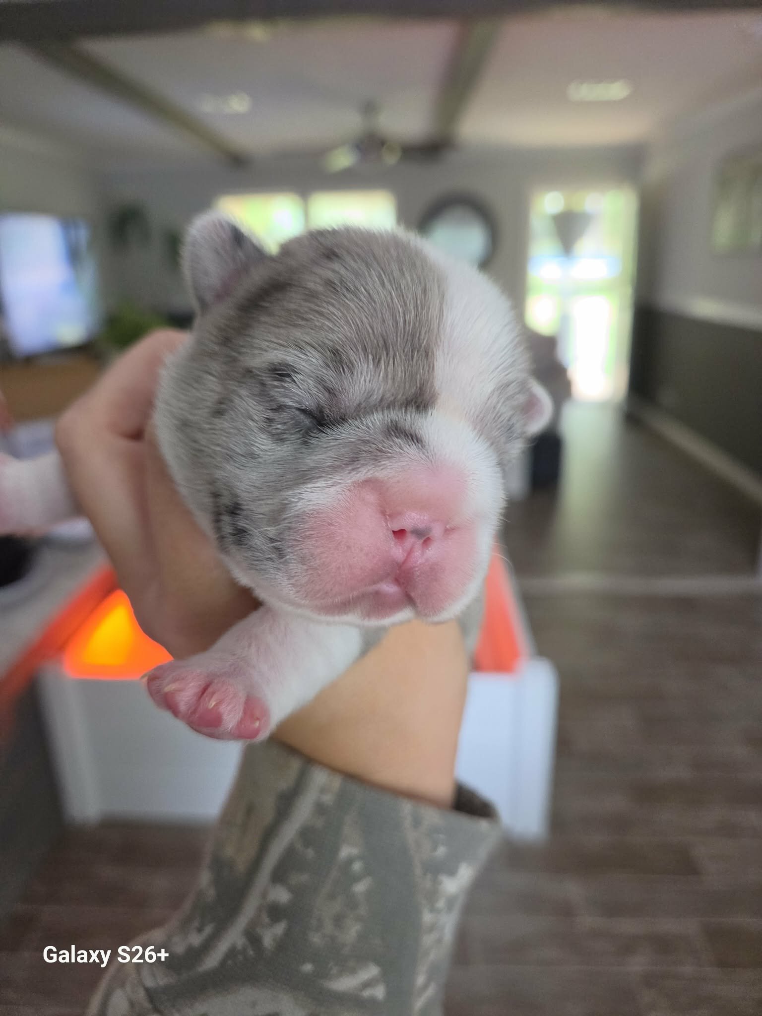 French bulldog image 1