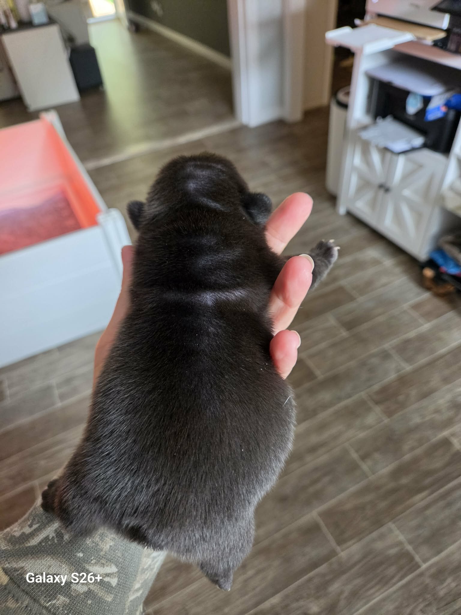 French bulldog image 4