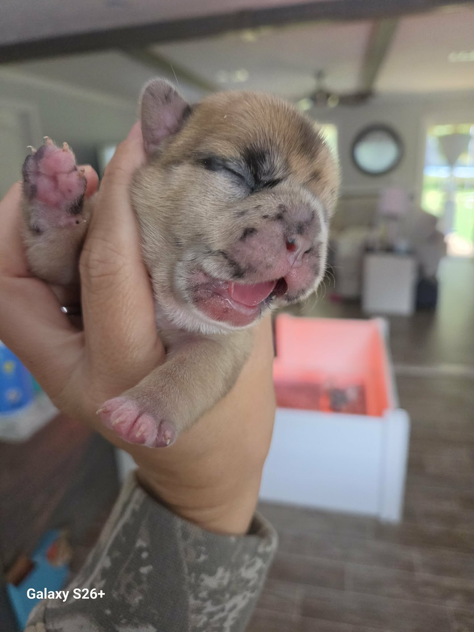 French bulldog image 7