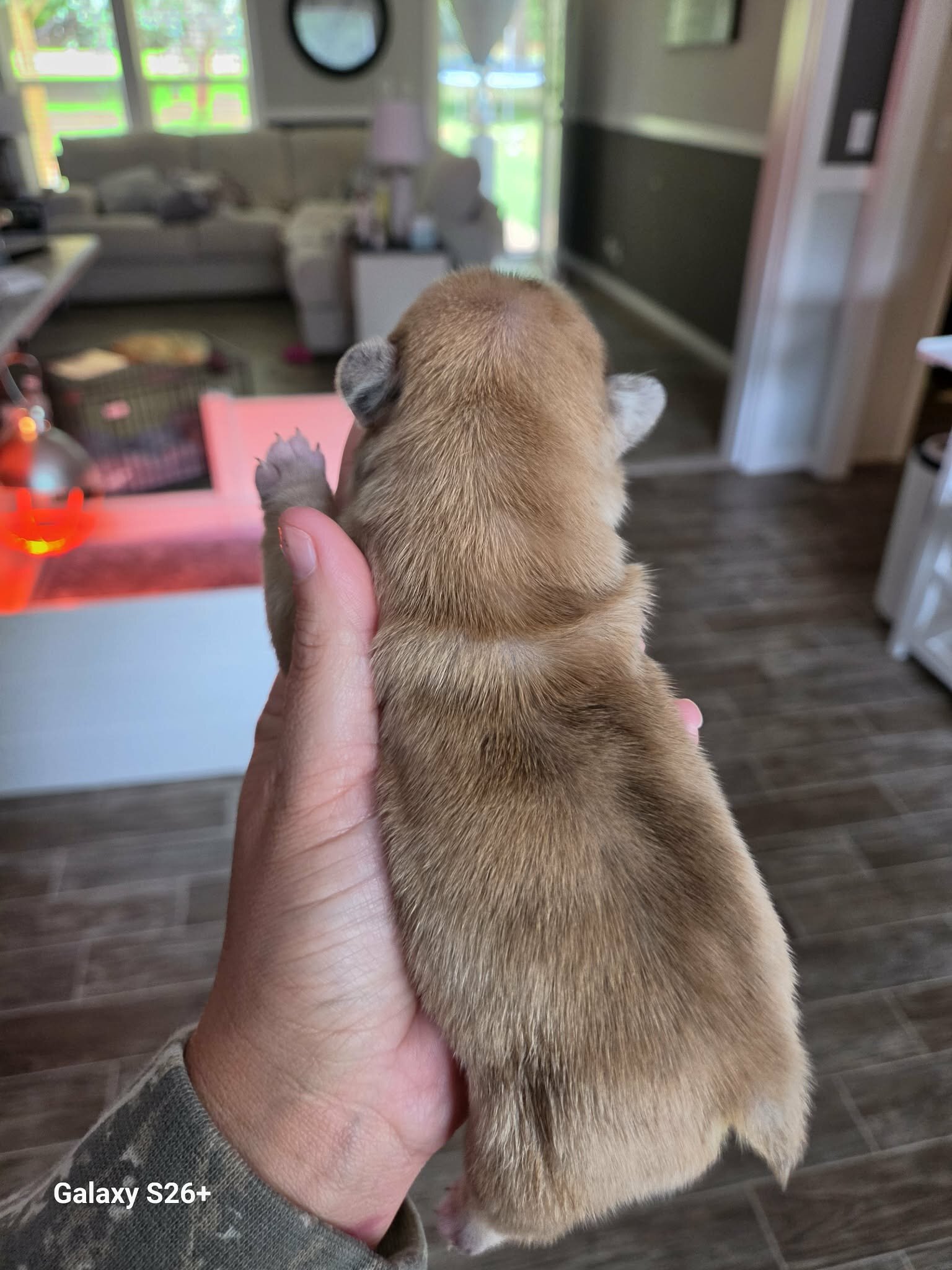 French bulldog image 8