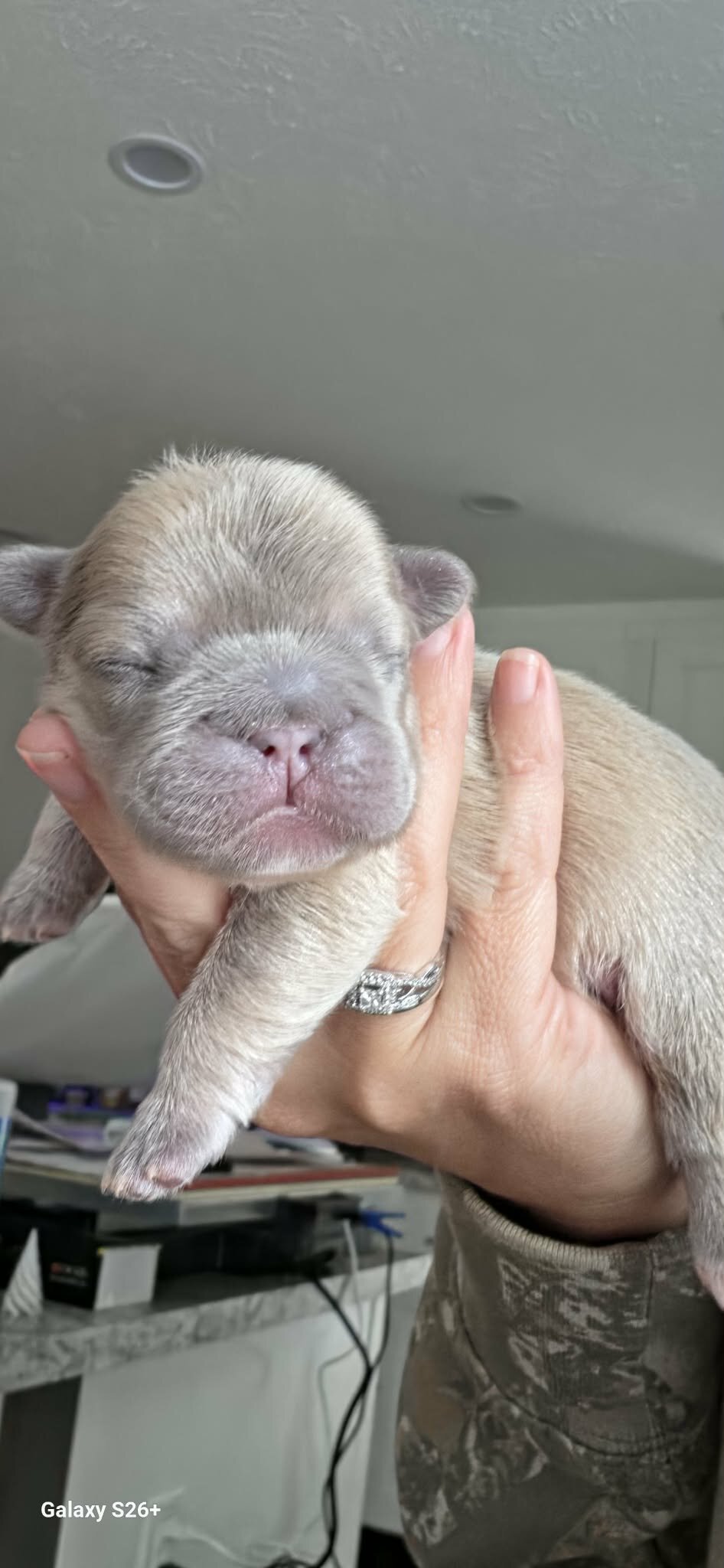 French bulldog image 5