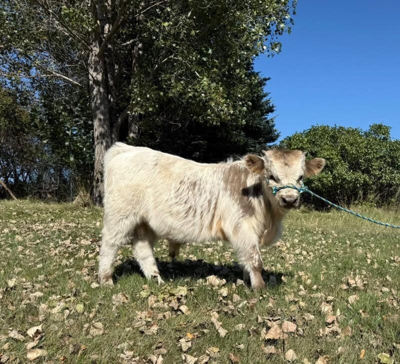 mini highland cow for sale image 3