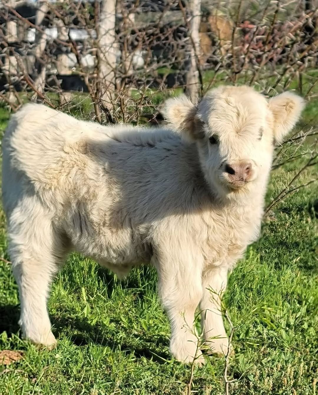 mini highland cow for sale image 2
