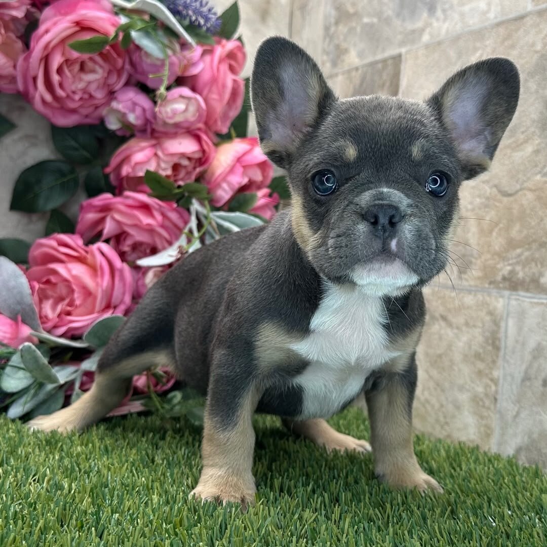 French bulldog image 2