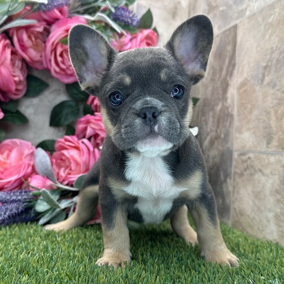 French bulldog image 3