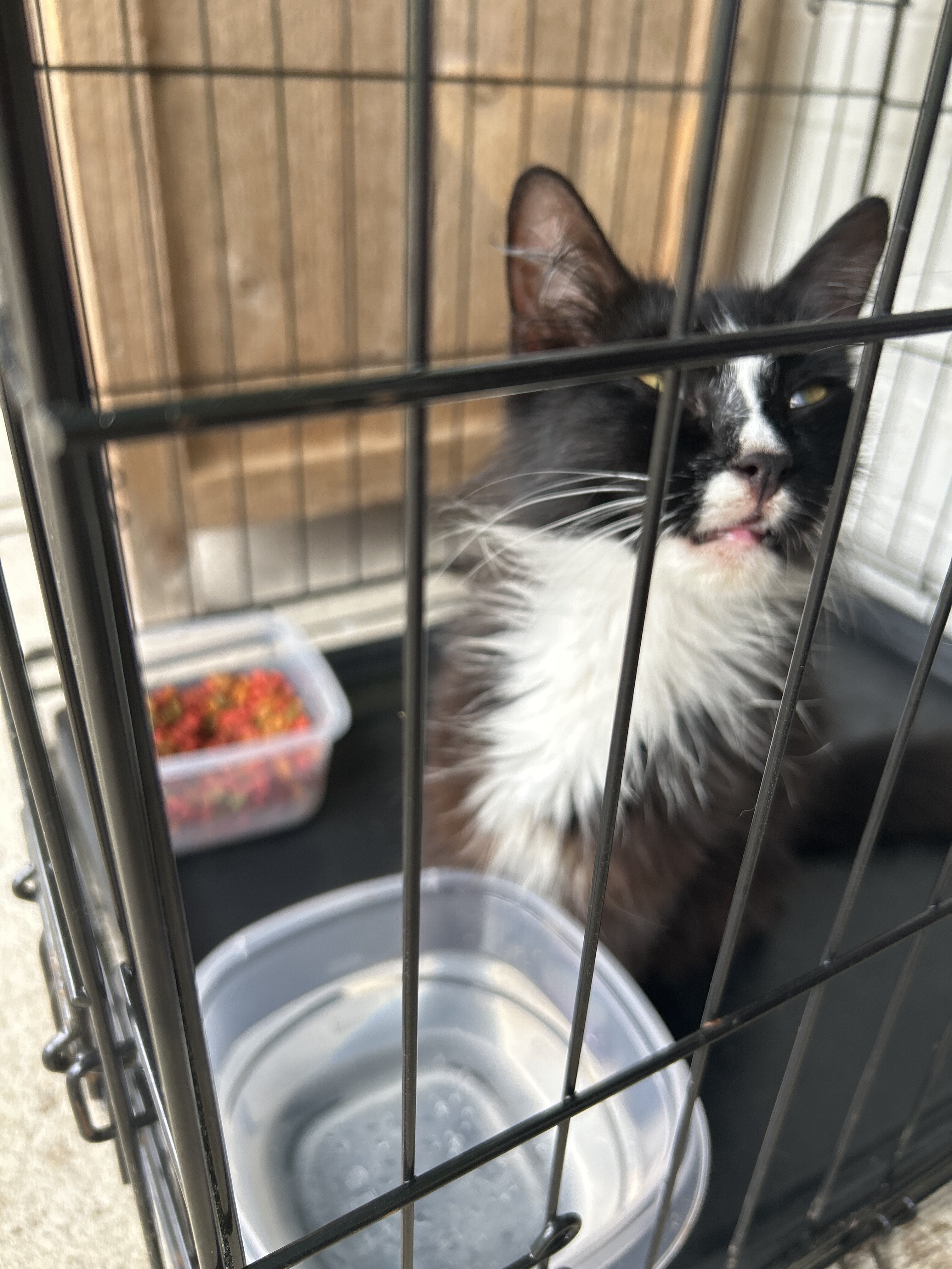Cat image 1