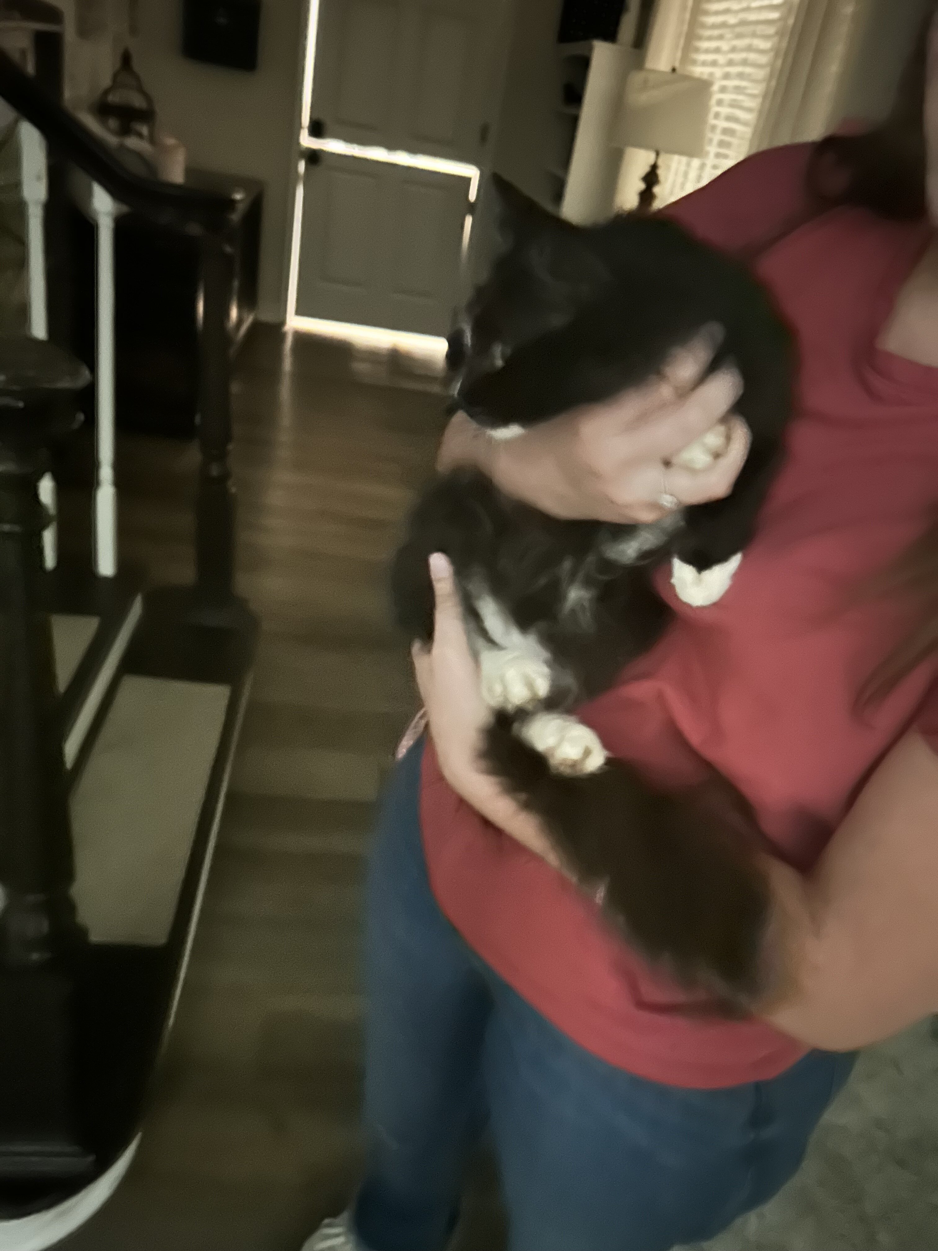 Cat image 4