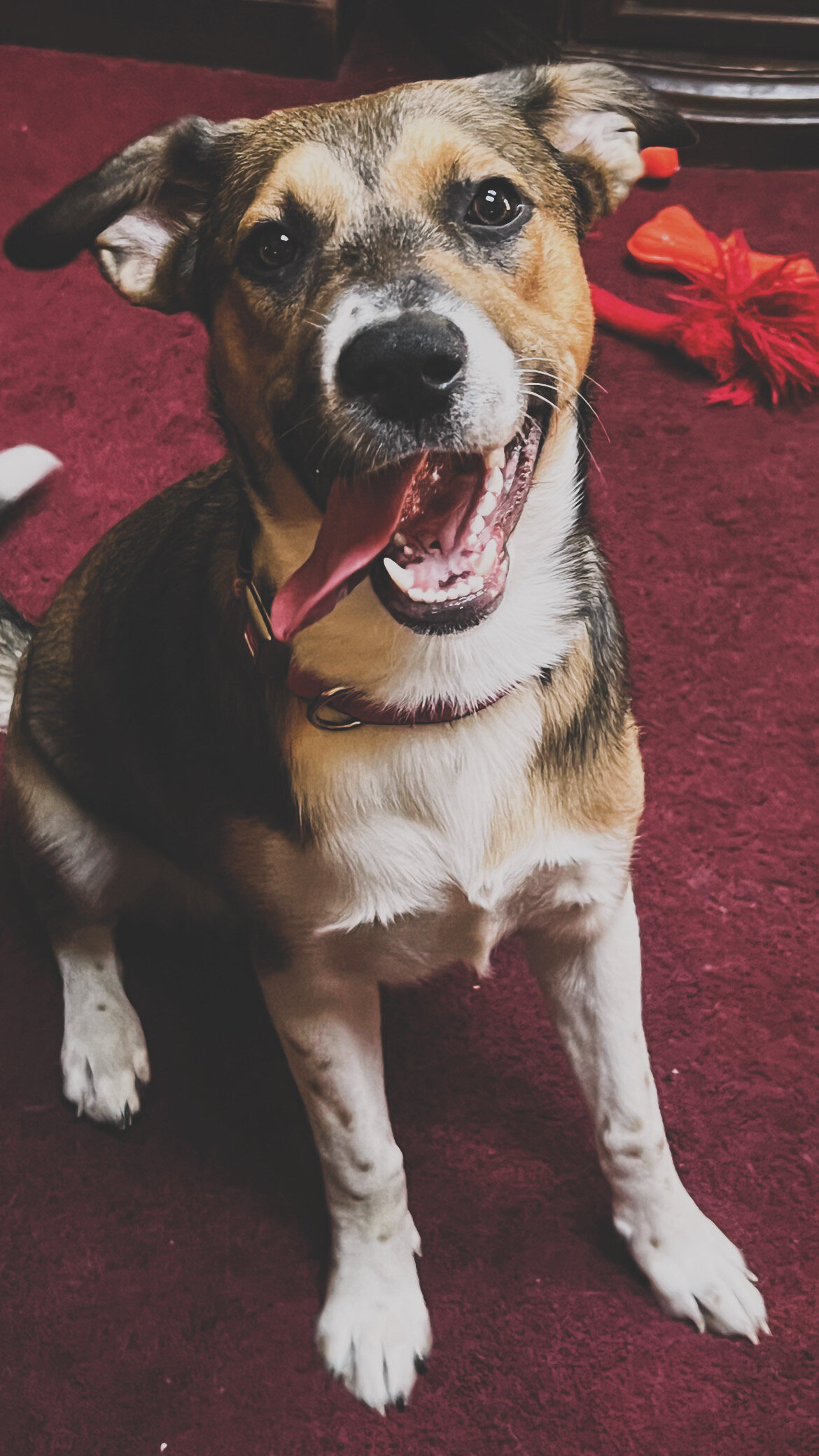 7 months young Aussie Shepard - Dalmatian mix image 7