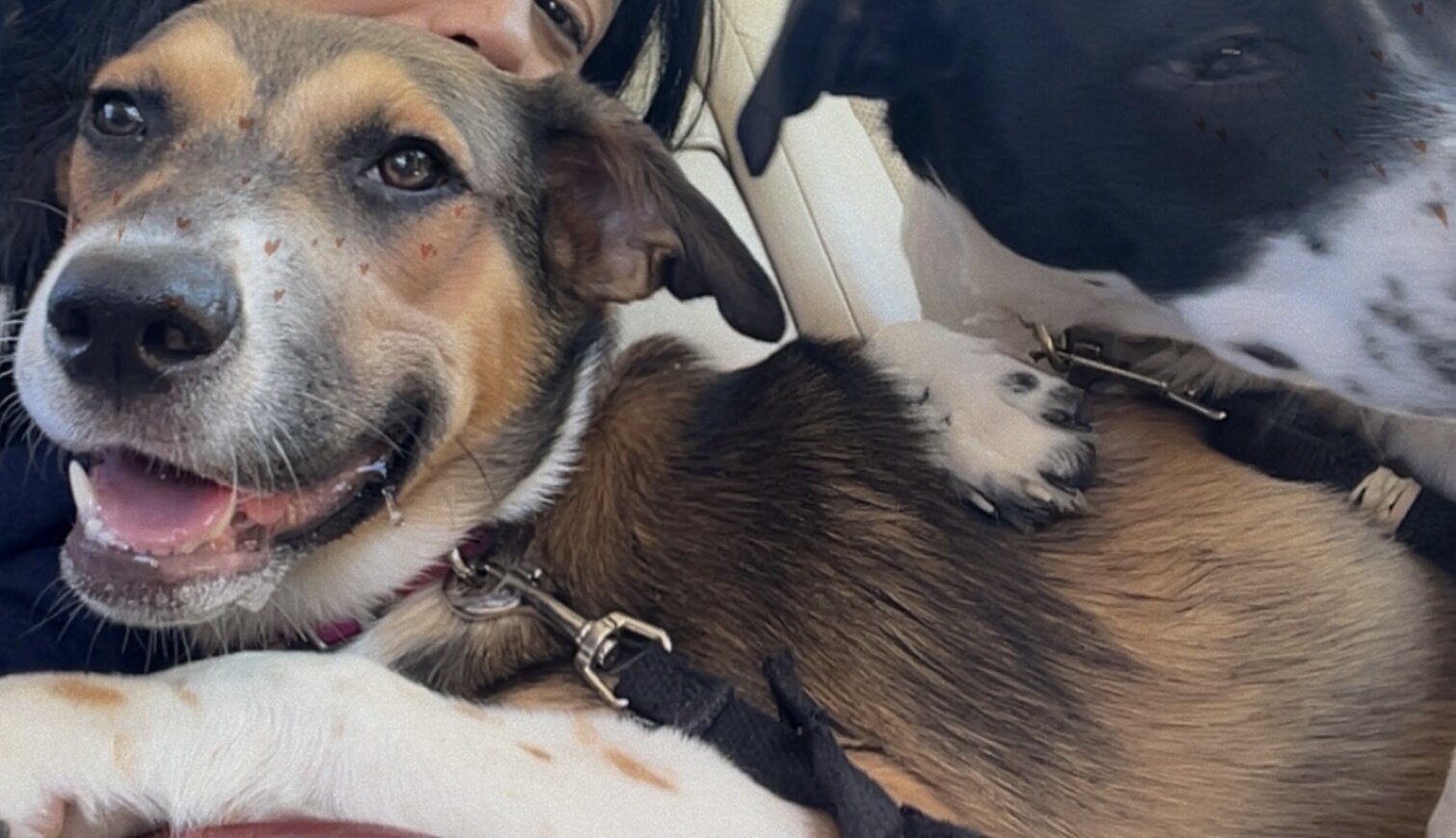 7 months young Aussie Shepard - Dalmatian mix image 5