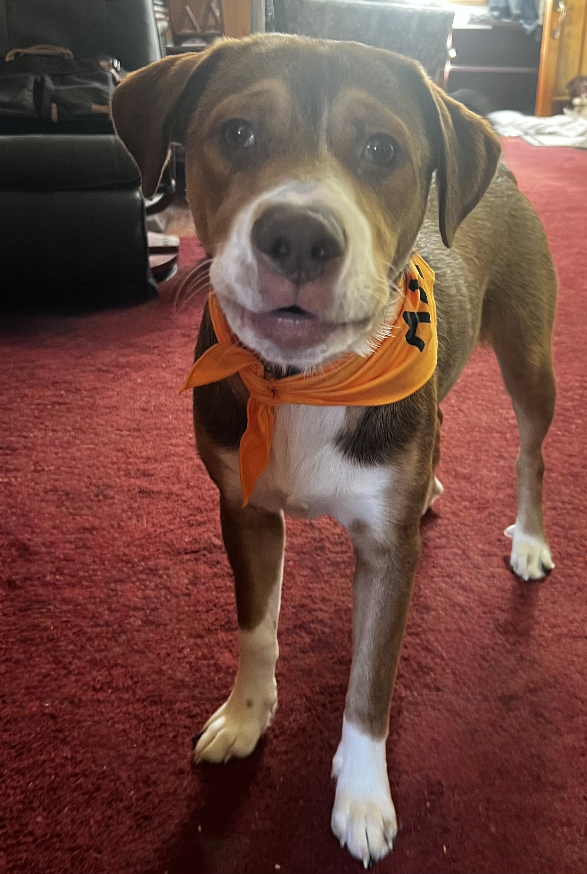 7 months young Aussie Shepard - Dalmatian mix image 2