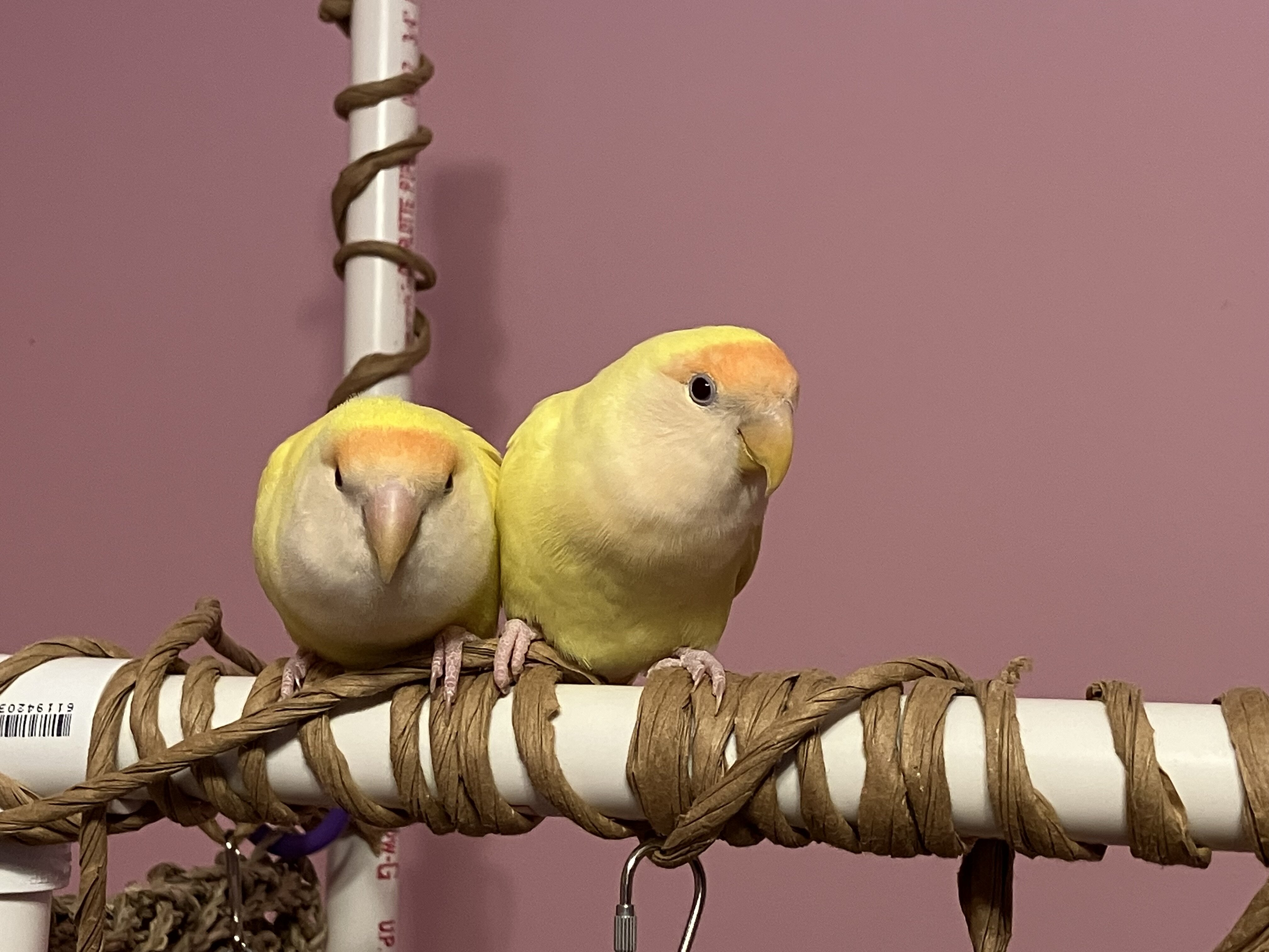 Peach Faced Lovebirds (Bonded pair) image 1