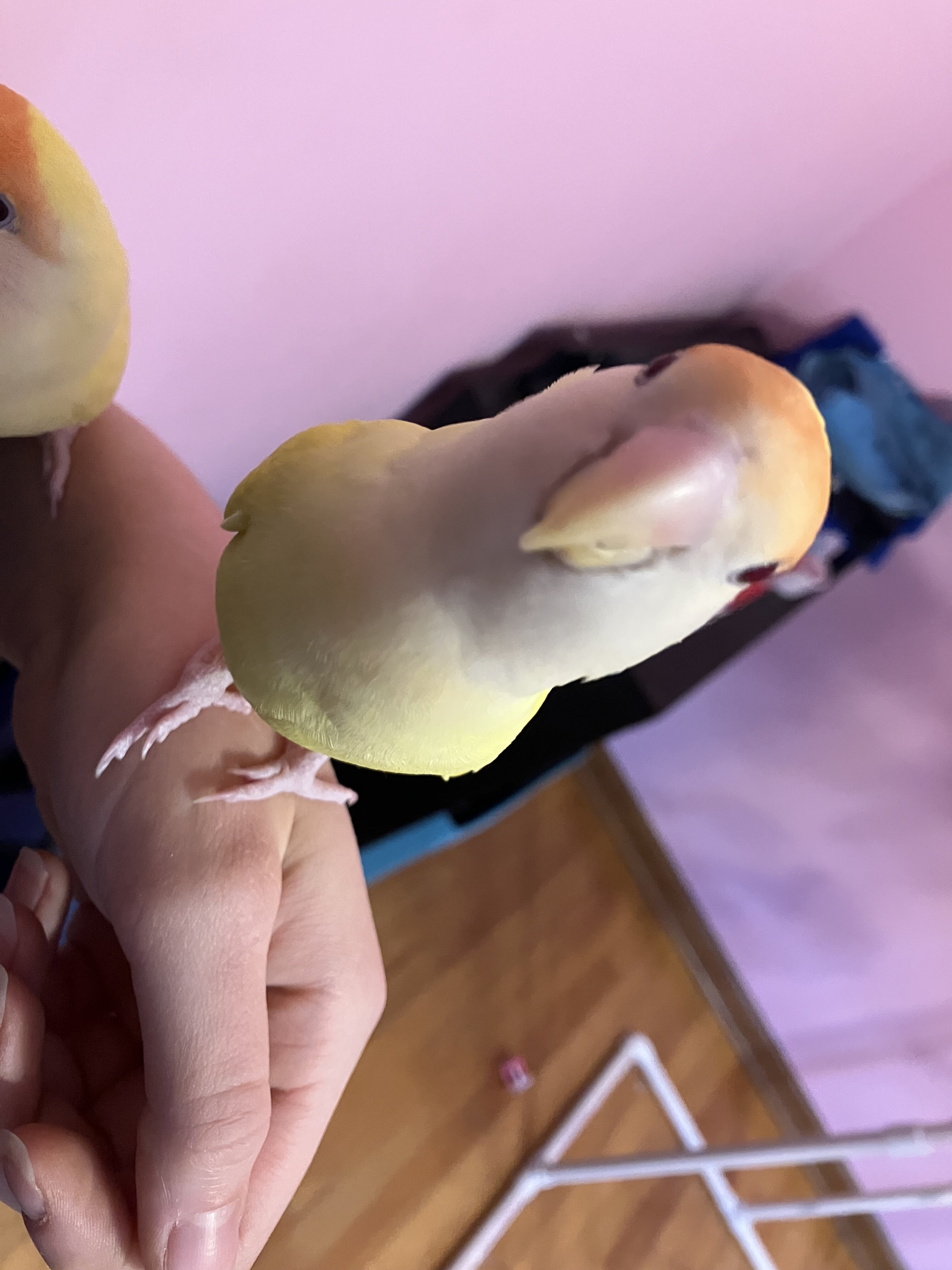 Peach Faced Lovebirds (Bonded pair) image 2