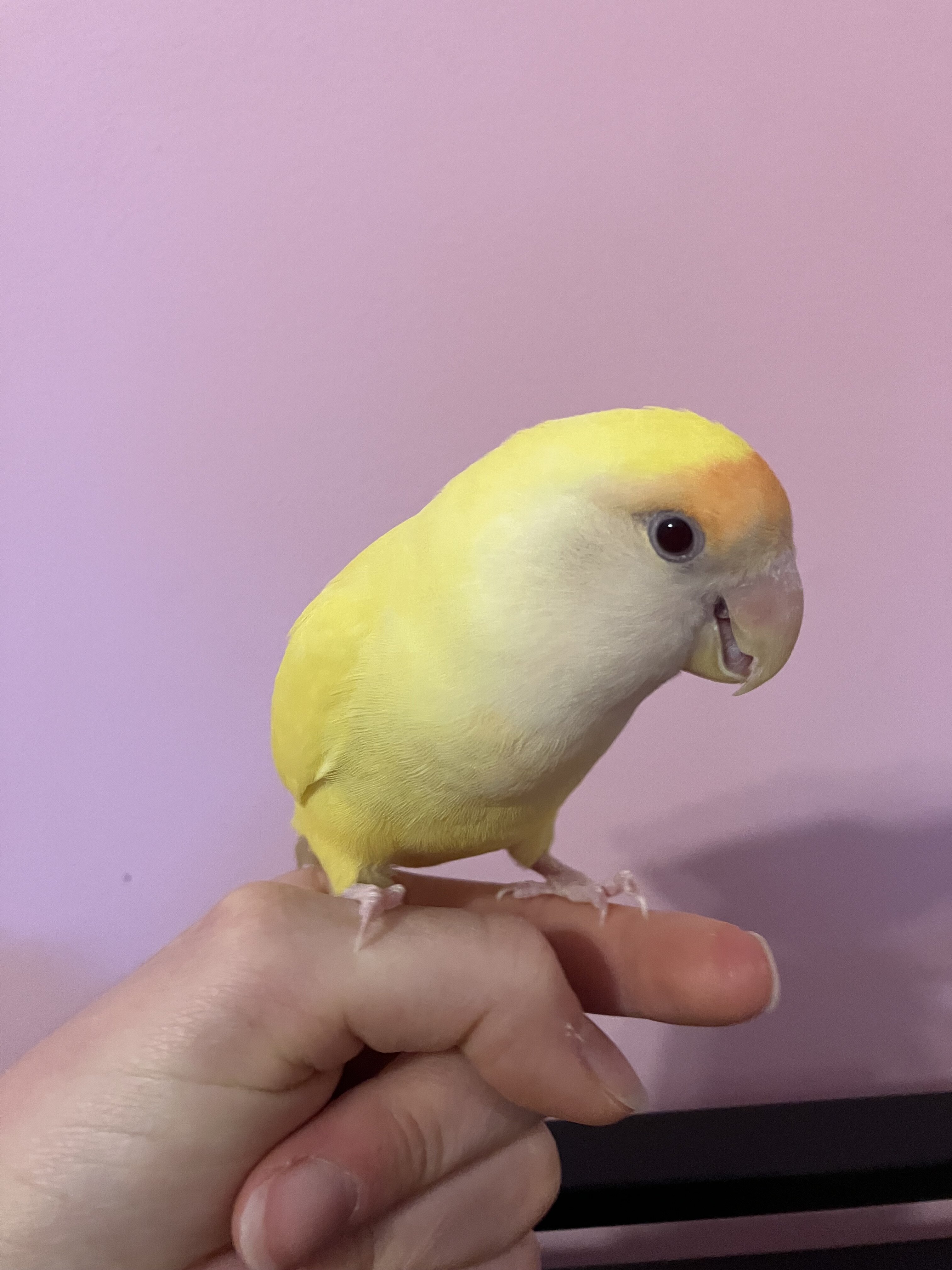 Peach Faced Lovebirds (Bonded pair) image 3