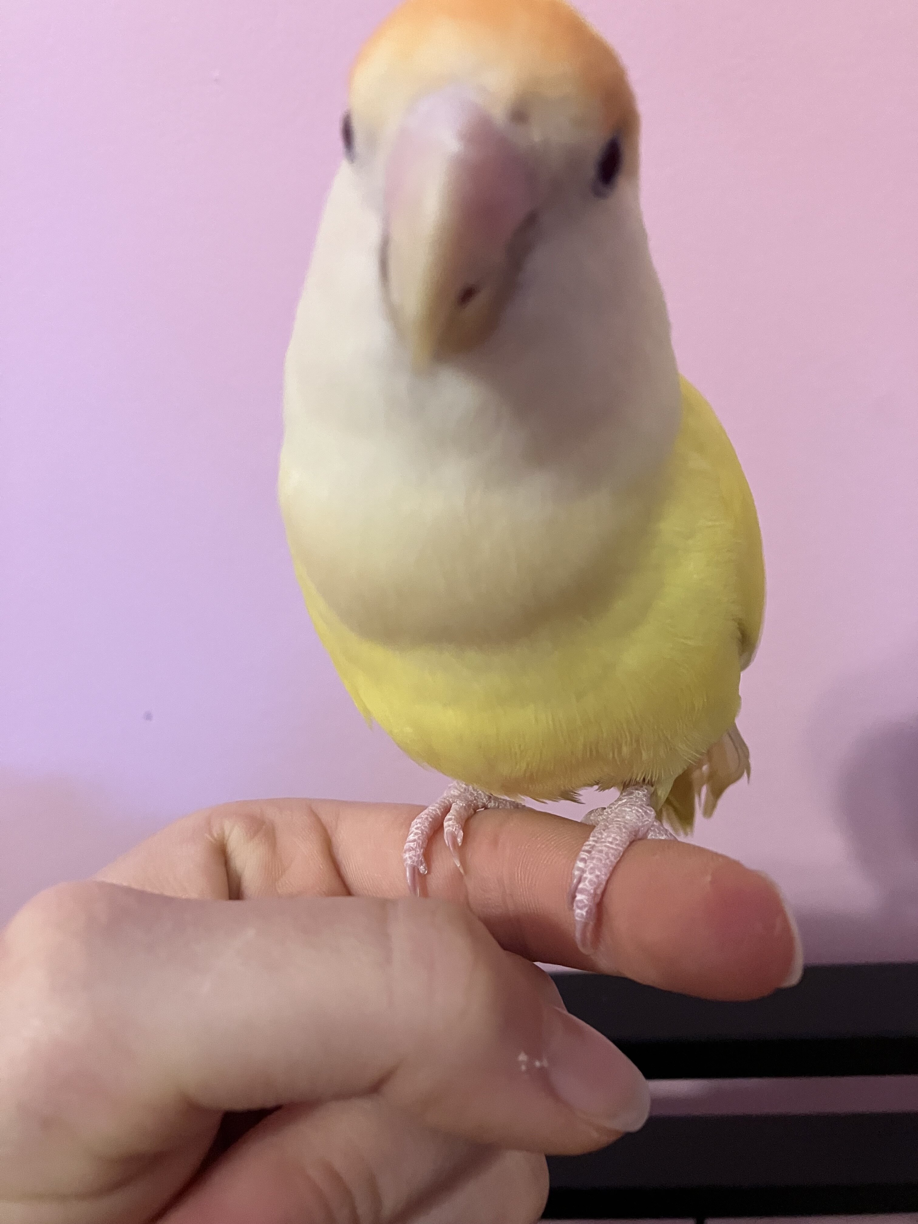 Peach Faced Lovebirds (Bonded pair) image 4
