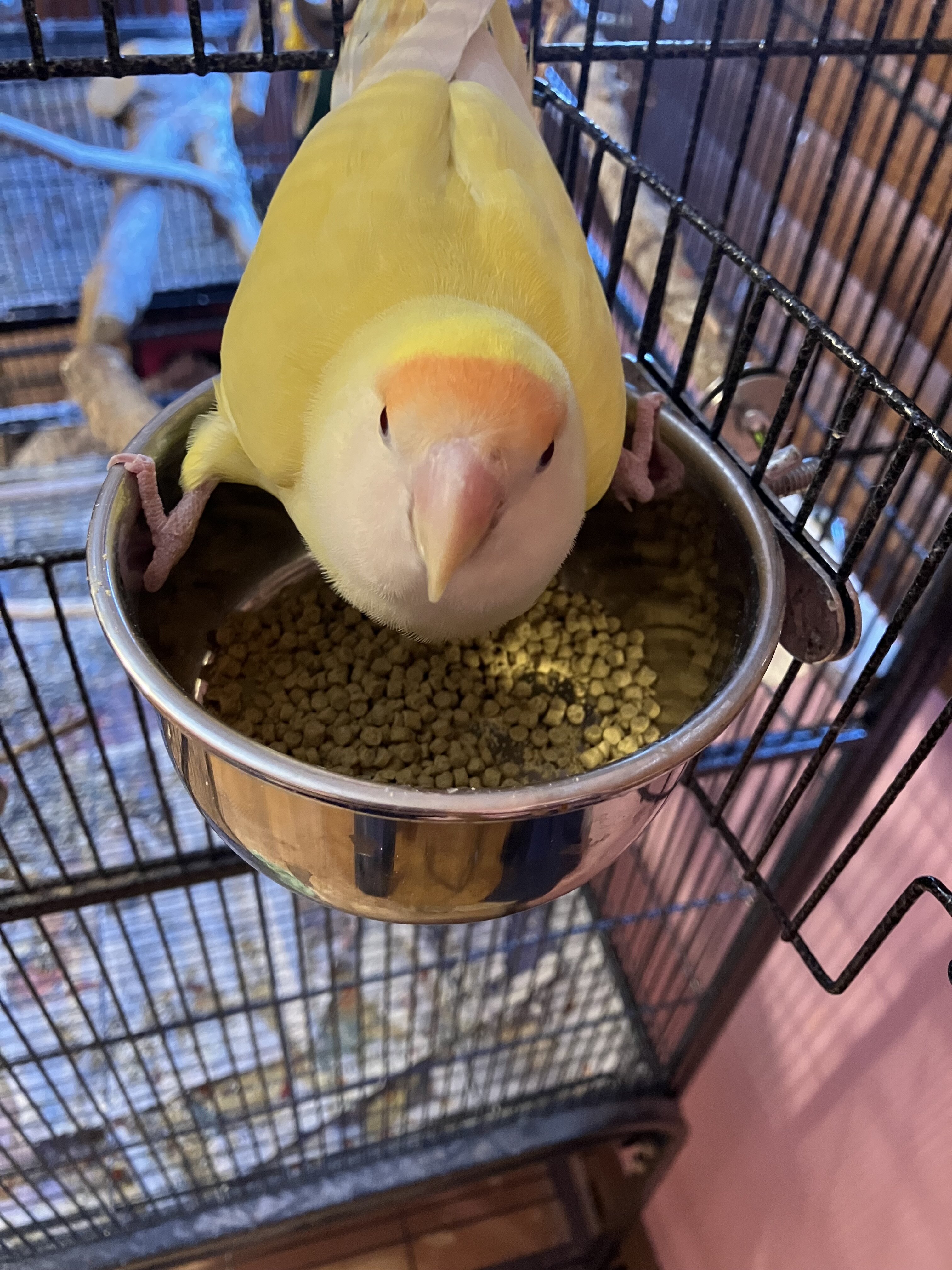 Peach Faced Lovebirds (Bonded pair) image 5