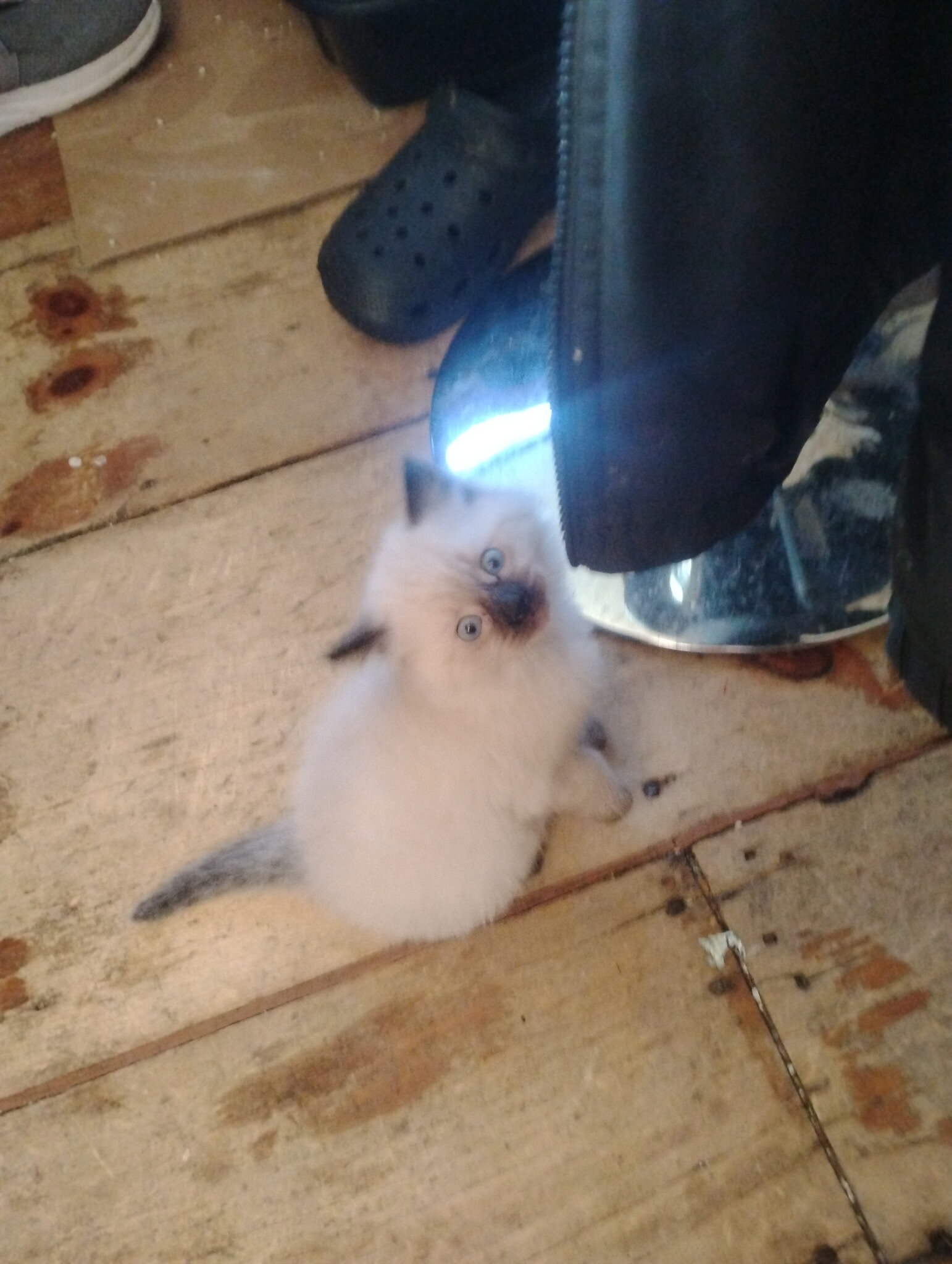 MAINE COON/ SIAMESE KITTENS image 2