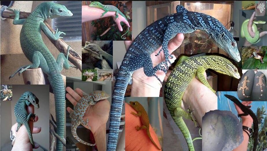 Blue Tree Monitors Available for sale image 3