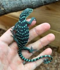 Blue Tree Monitors Available for sale image 2