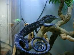 Blue Tree Monitors Available for sale image 1